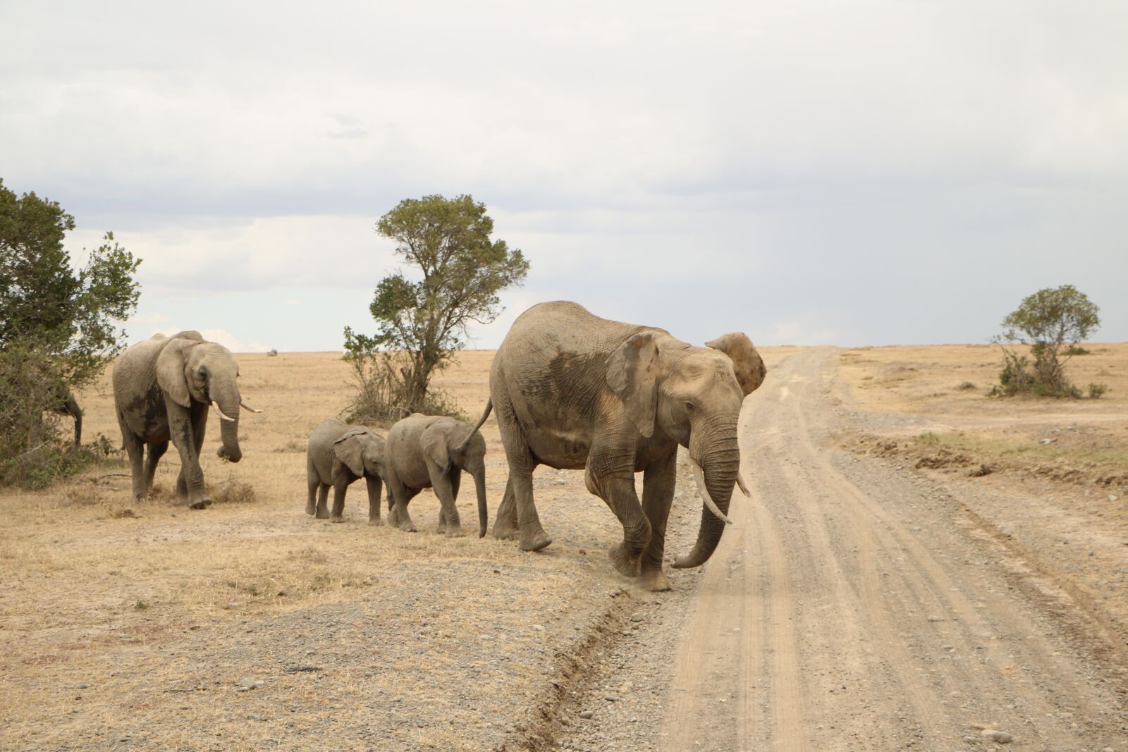 Canon EOS 760D (EOS Rebel T6s / EOS 8000D) sample photo. Elephant, nature, mammal photography