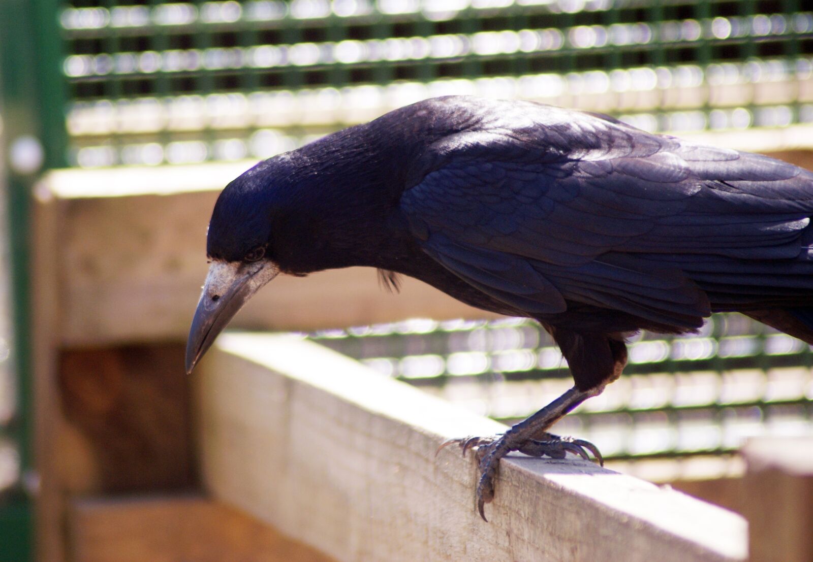 Sony Alpha DSLR-A300 sample photo. Bird, crow, raven photography
