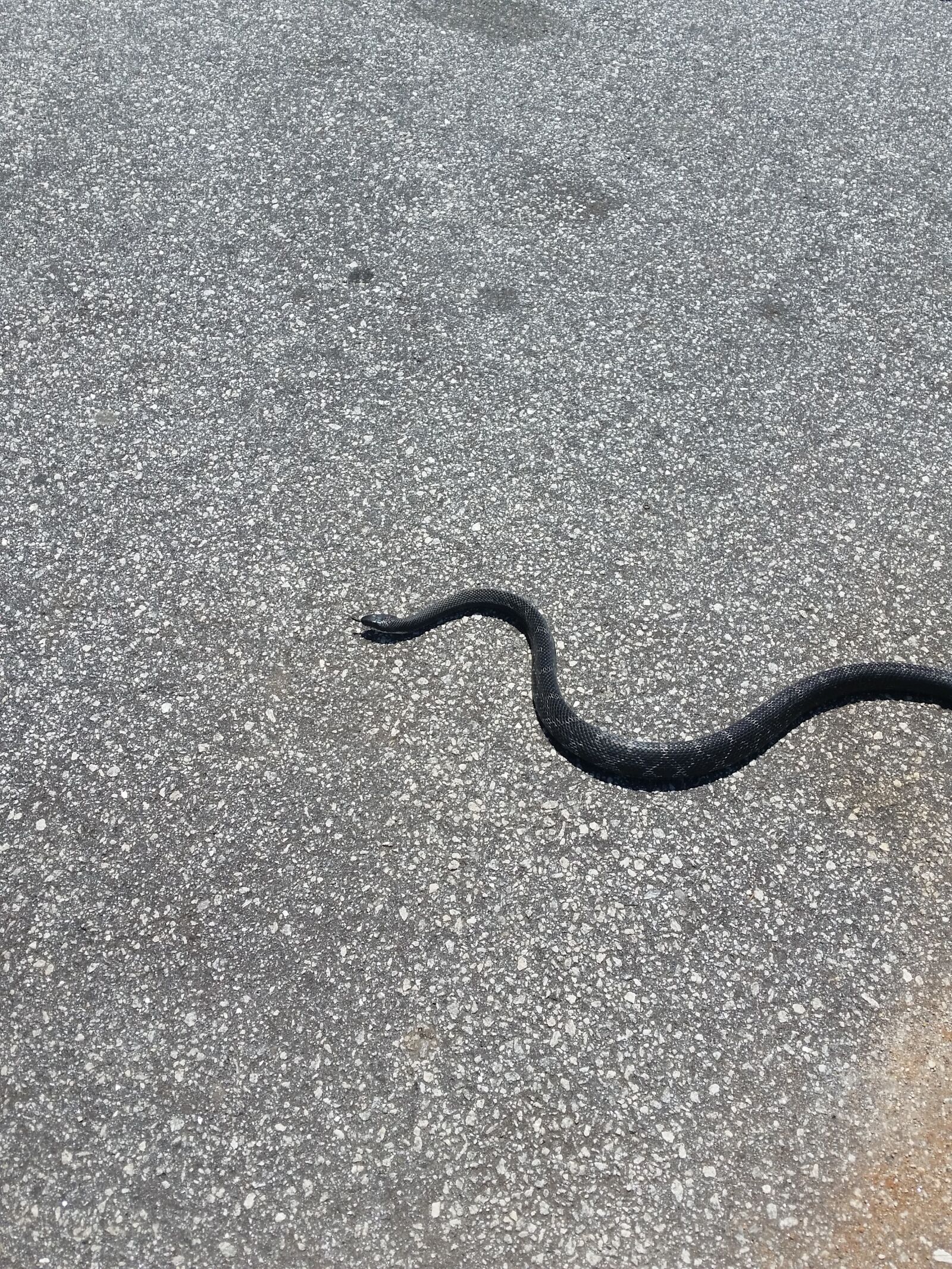 Samsung Galaxy S5 sample photo. Snake, copperhead, nature photography
