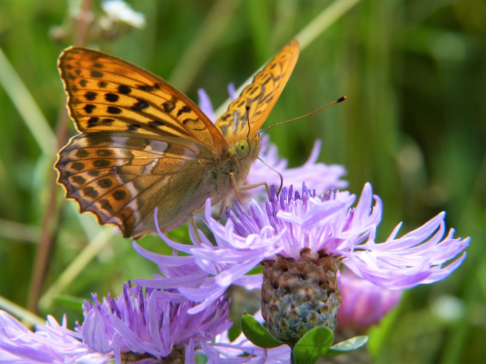 Panasonic Lumix DMC-FZ150 sample photo. Butterfly, fritillary, close up photography