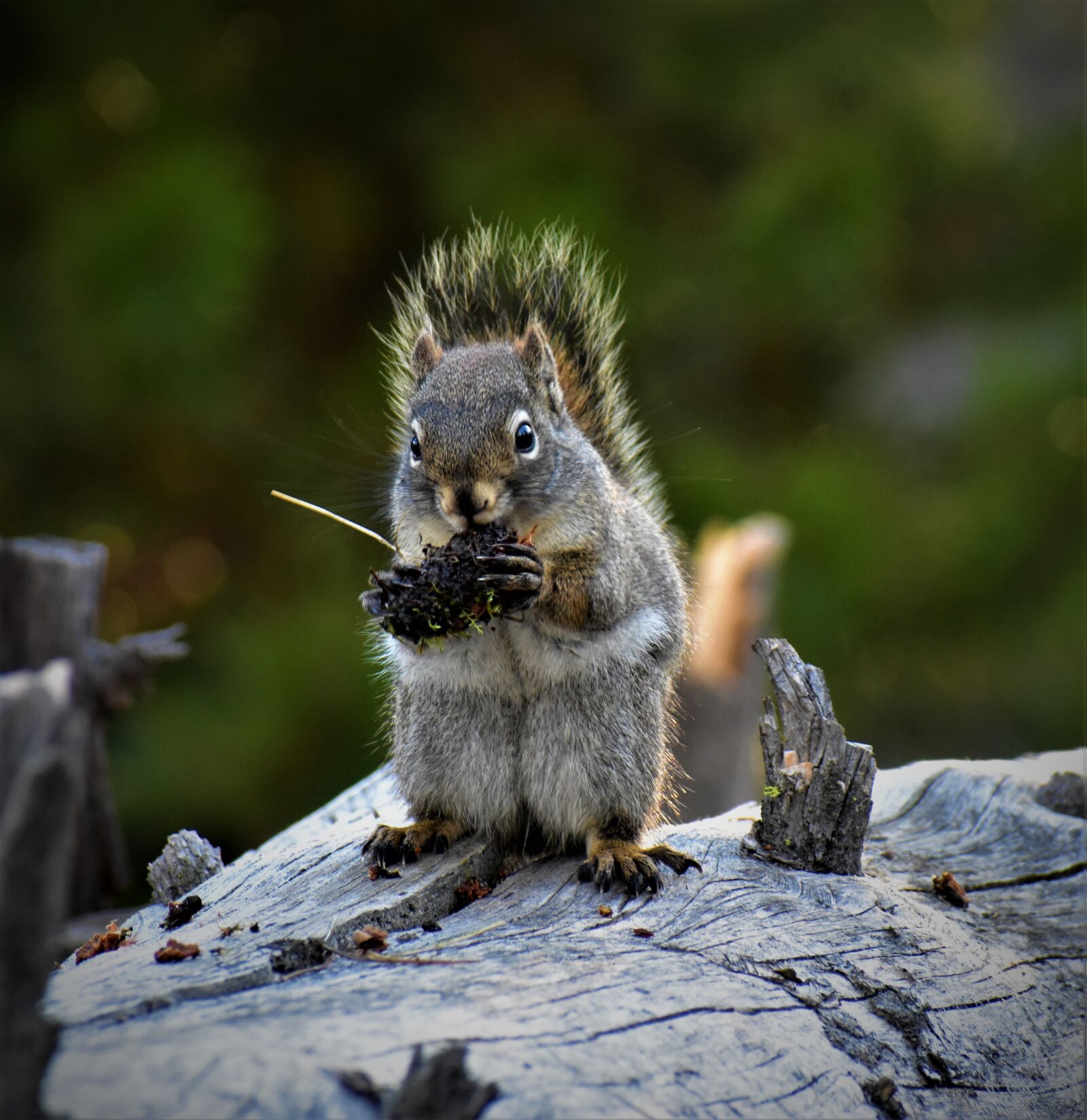 Nikon D3400 sample photo. Squirrel, yellowstone, park photography