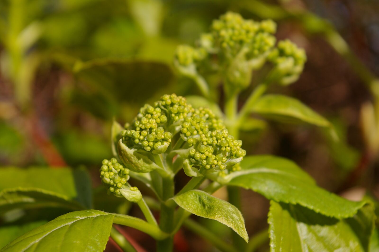 Pentax *ist DL2 sample photo. Spring, garden, plant photography