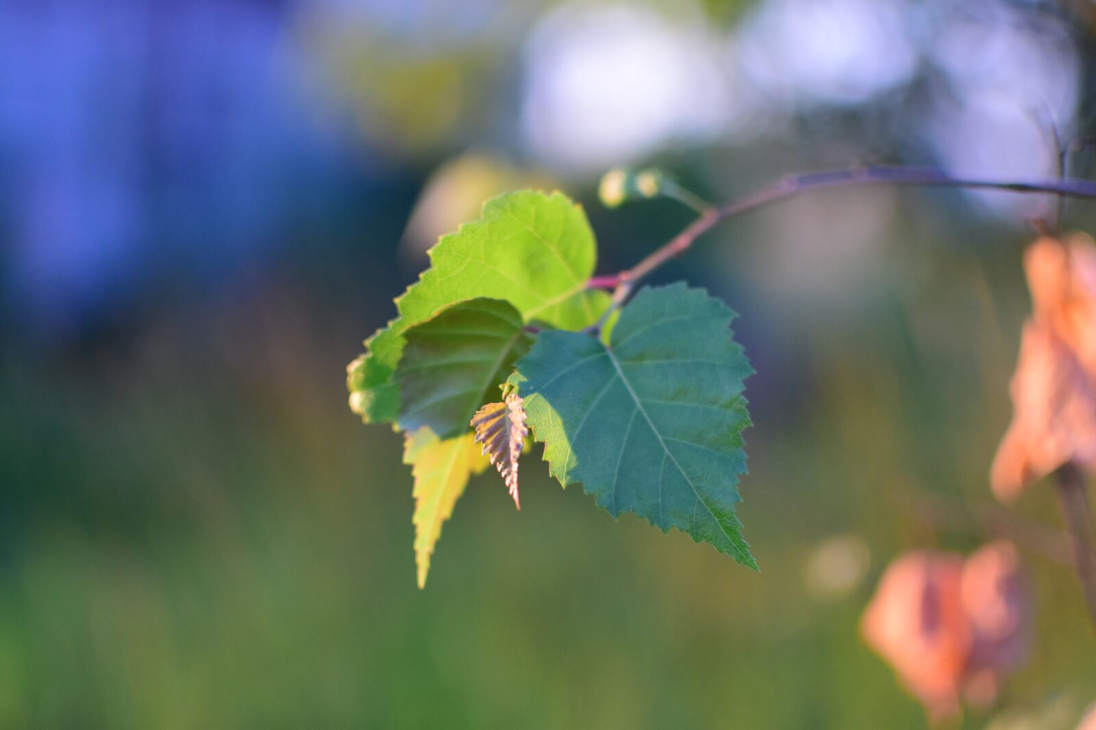 Nikon D5500 sample photo. Birch, forest, tree photography