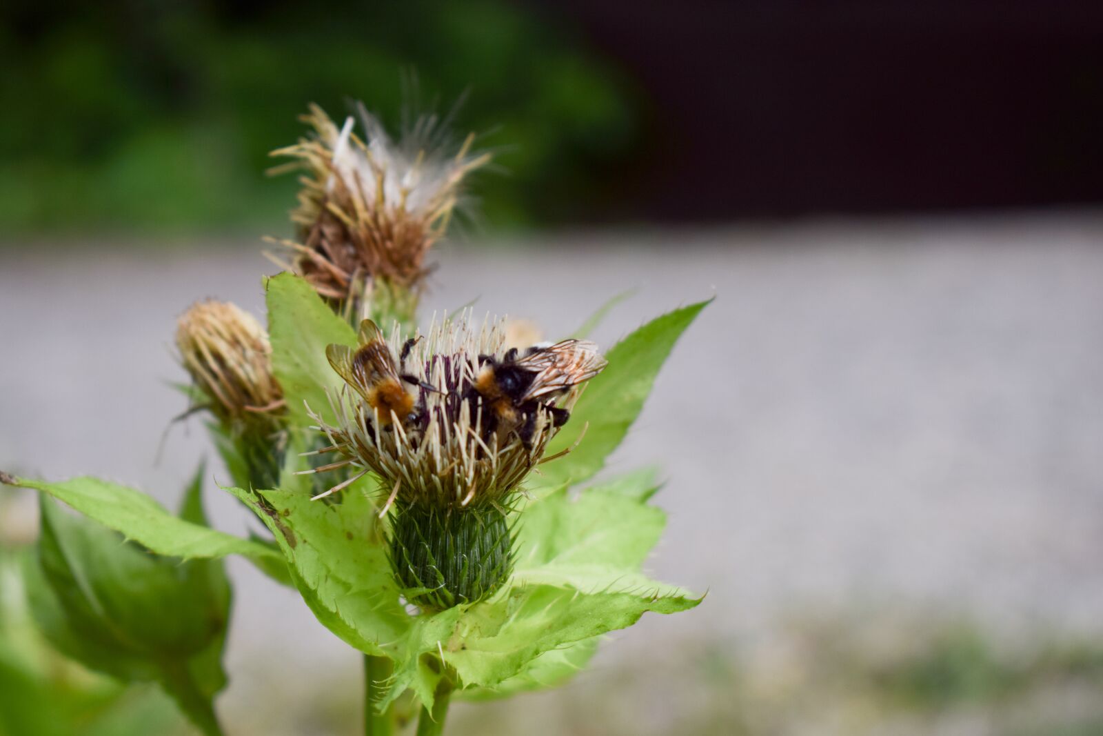 Nikon D3300 sample photo. Nature, flower, plant photography