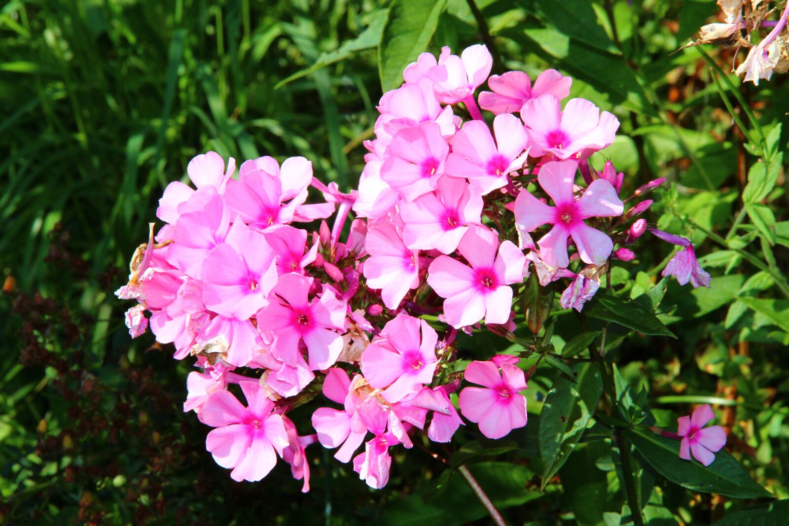 Canon EOS 600D (Rebel EOS T3i / EOS Kiss X5) sample photo. Flowers, autumn, garden photography
