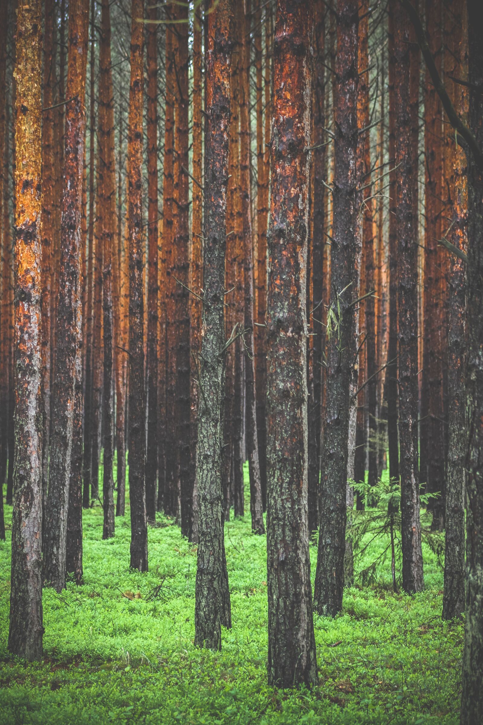 Canon EF75-300mm f/4-5.6 sample photo. Forest, tree, trees photography