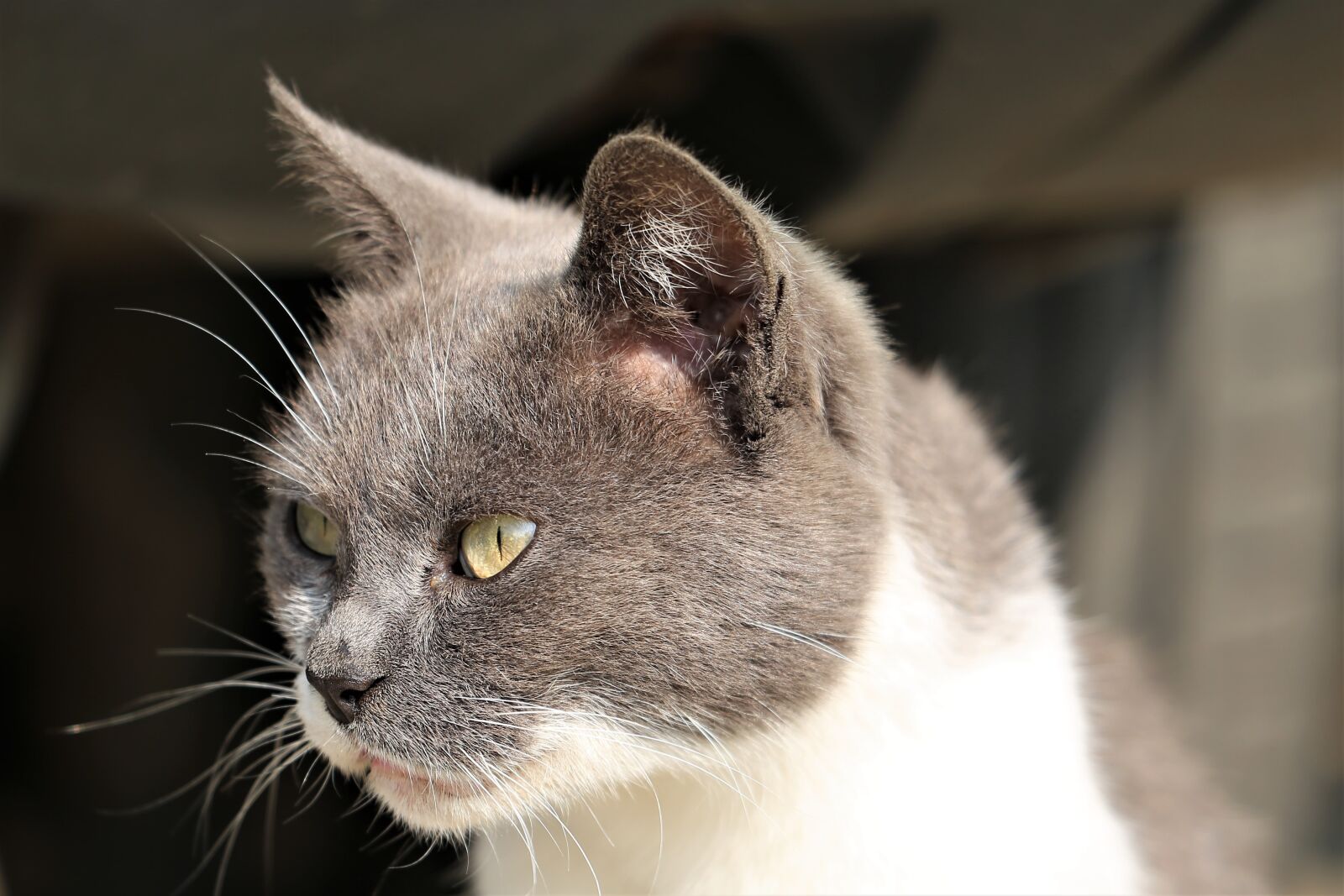 Canon EF 70-300 F4-5.6 IS II USM sample photo. Cat, animal, head photography