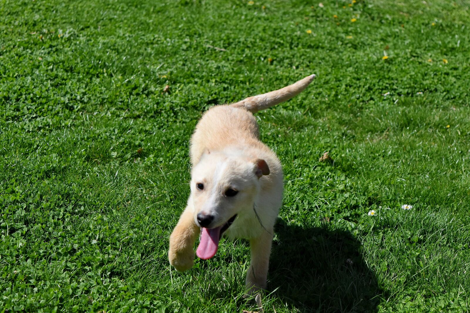 Nikon D5500 sample photo. Green grass, green leaves photography