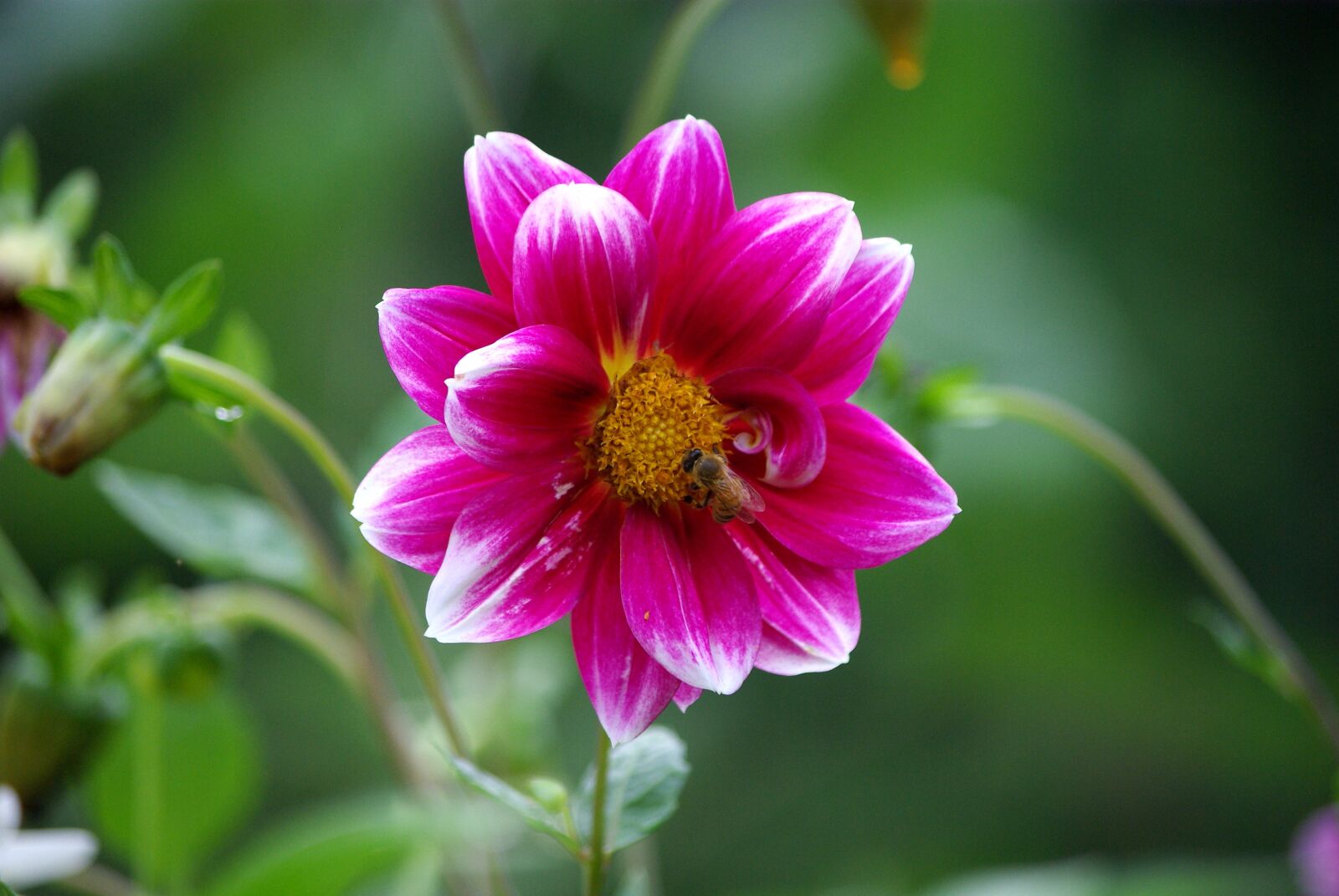 Samsung GX-10 sample photo. Nature, flowers, plants photography