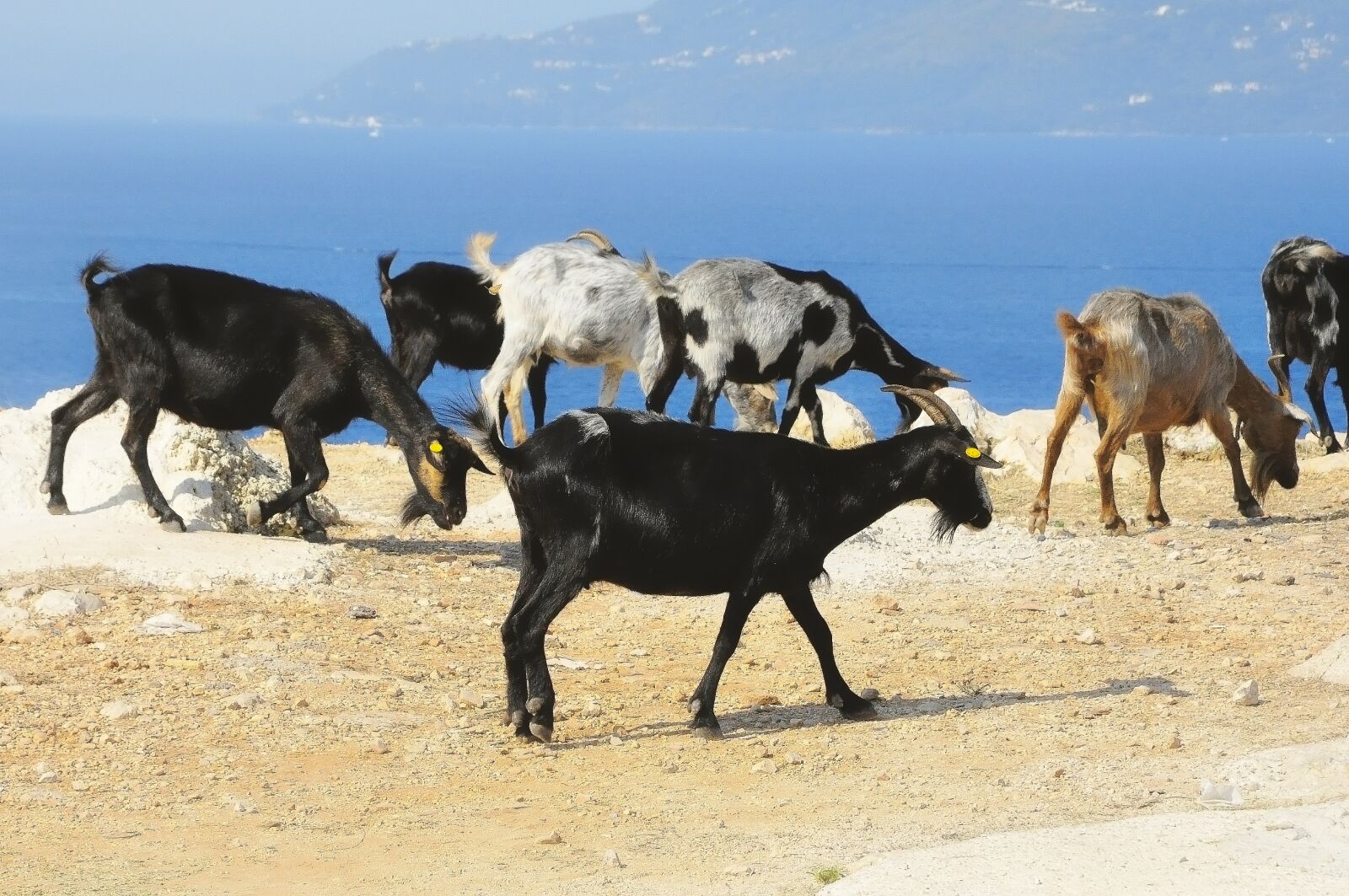 Nikon D90 sample photo. Goats, herd, albania photography
