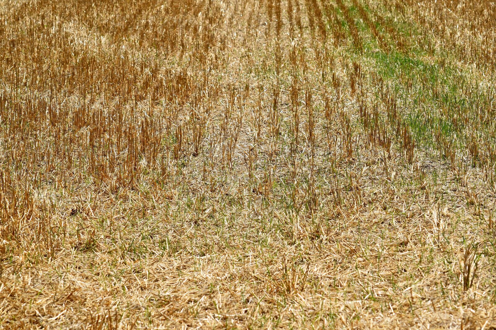 Nikon D5500 sample photo. Agriculture, summer season, cereal photography