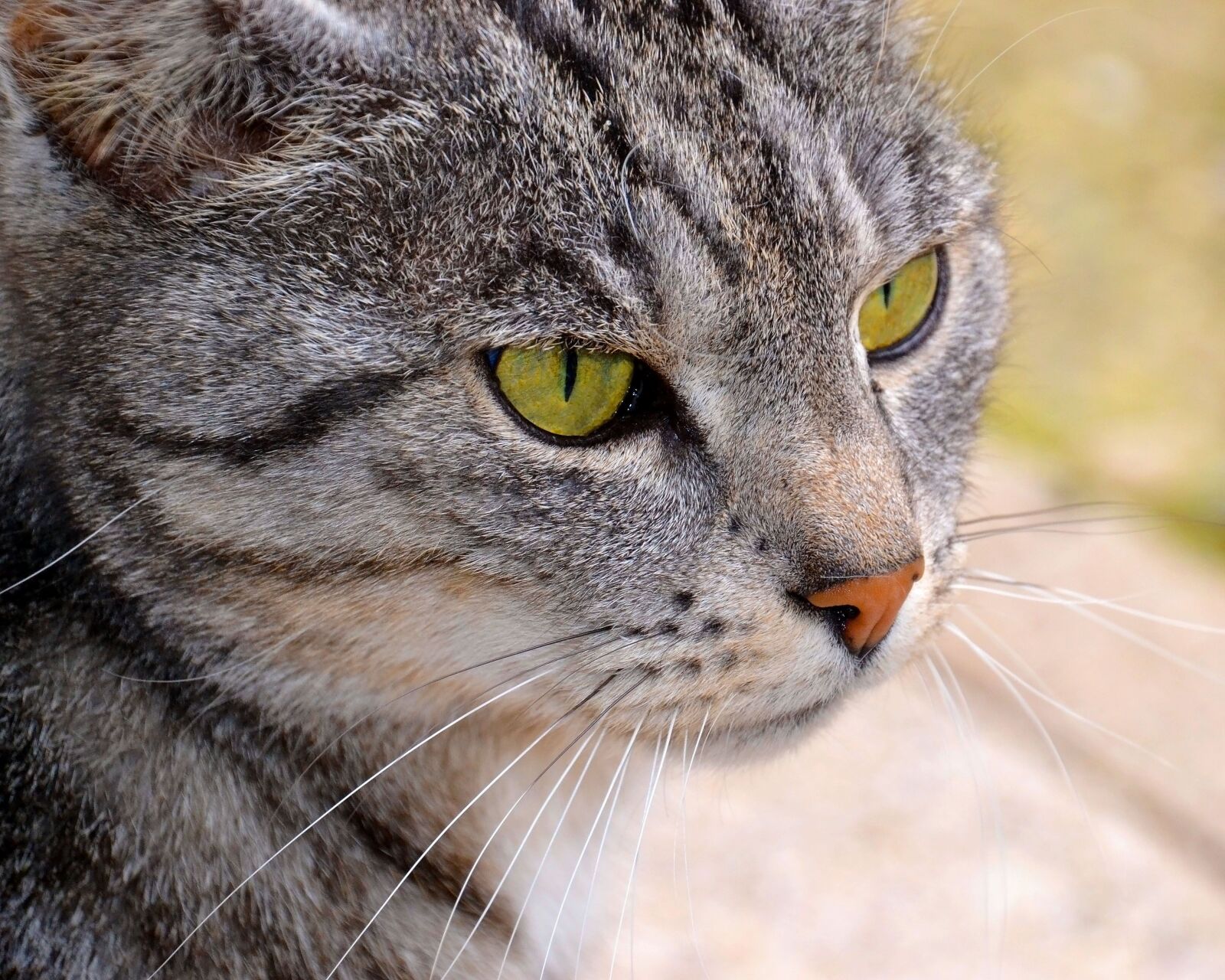 Nikon D3100 sample photo. Cat, green eyes, cat photography
