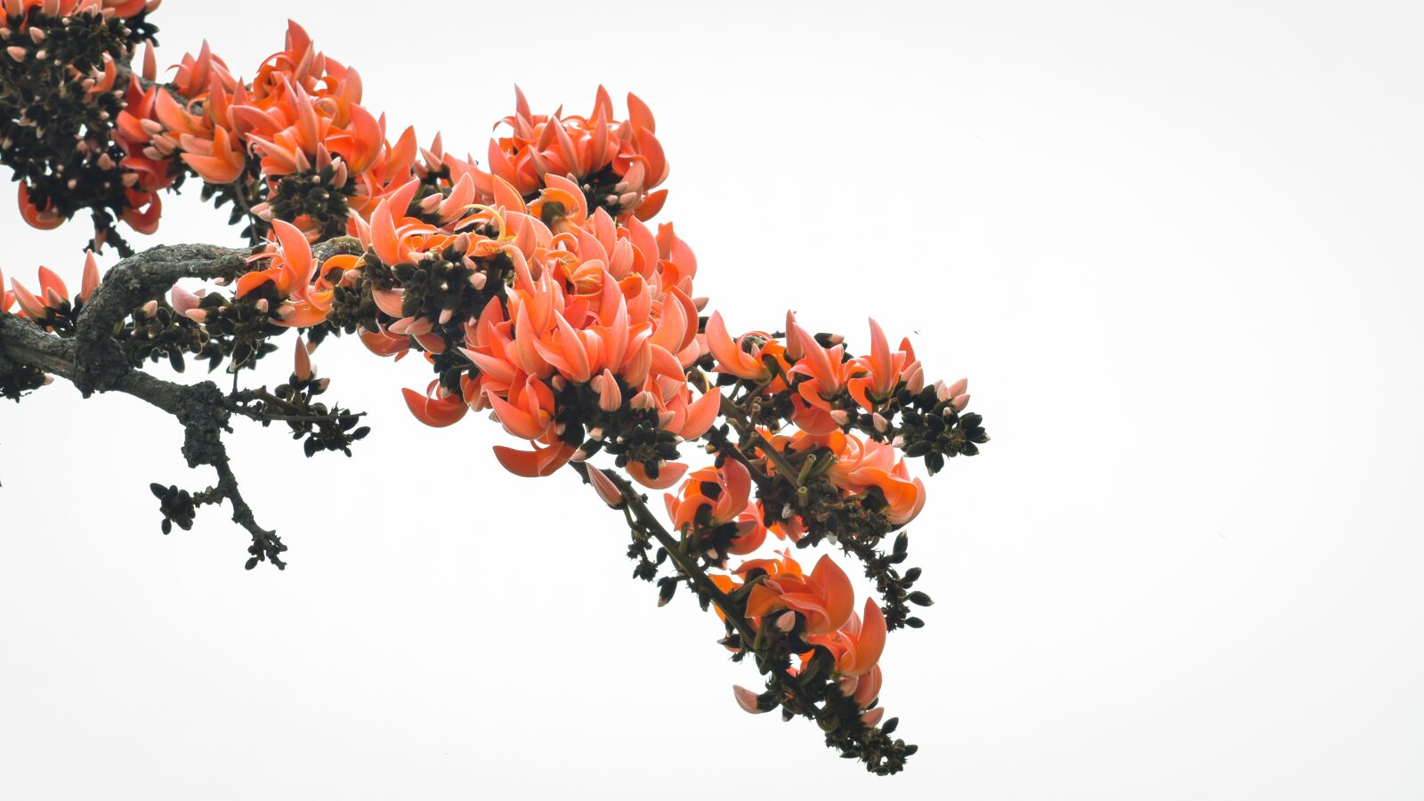 Nikon D3500 sample photo. Spring, palas, flower photography