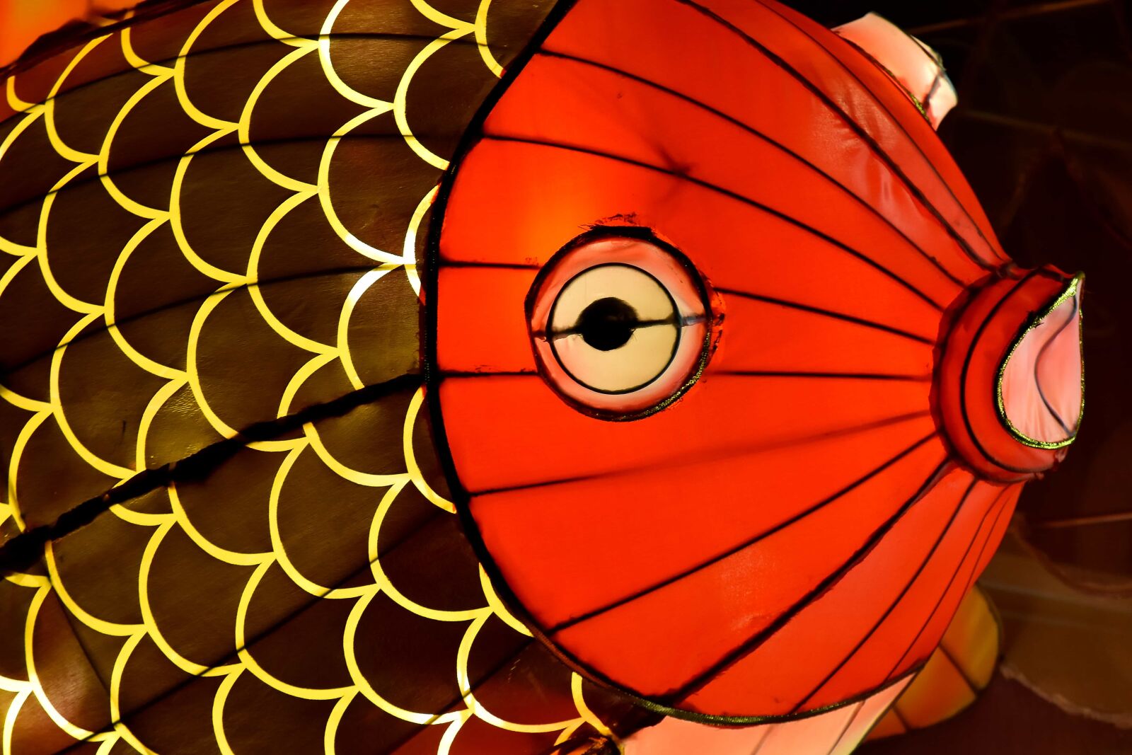 Nikon D5500 sample photo. Art, close-up, eyes, goldfish photography