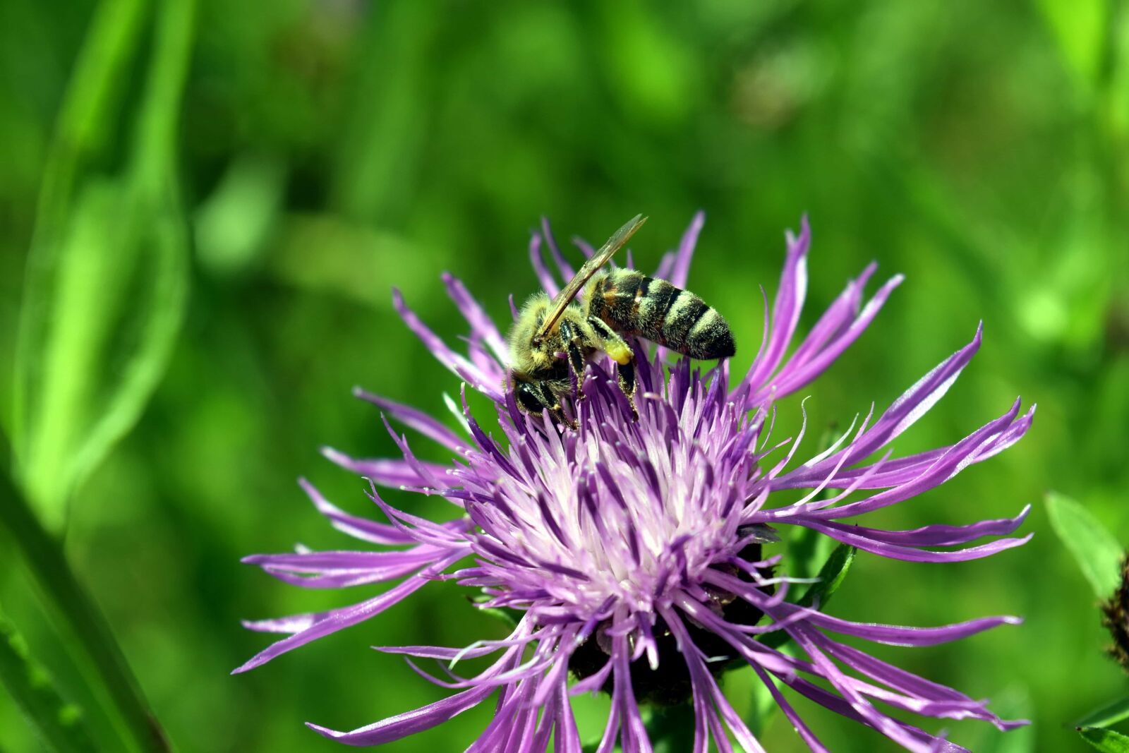 Nikon D3300 sample photo. Flora, flower, garden, insect photography