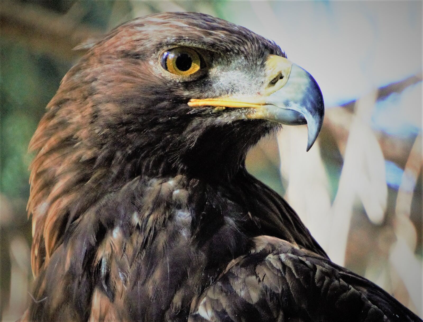 Sony a6000 sample photo. Golden eagle, bird, wi photography