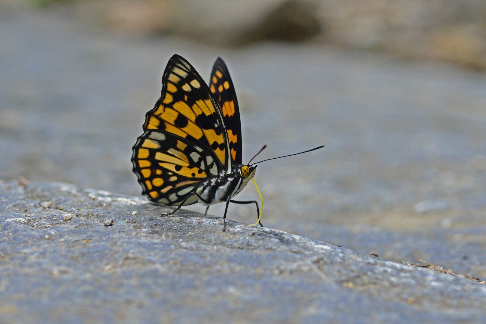 Nikon D800 sample photo. Butterfly, for the monarch photography