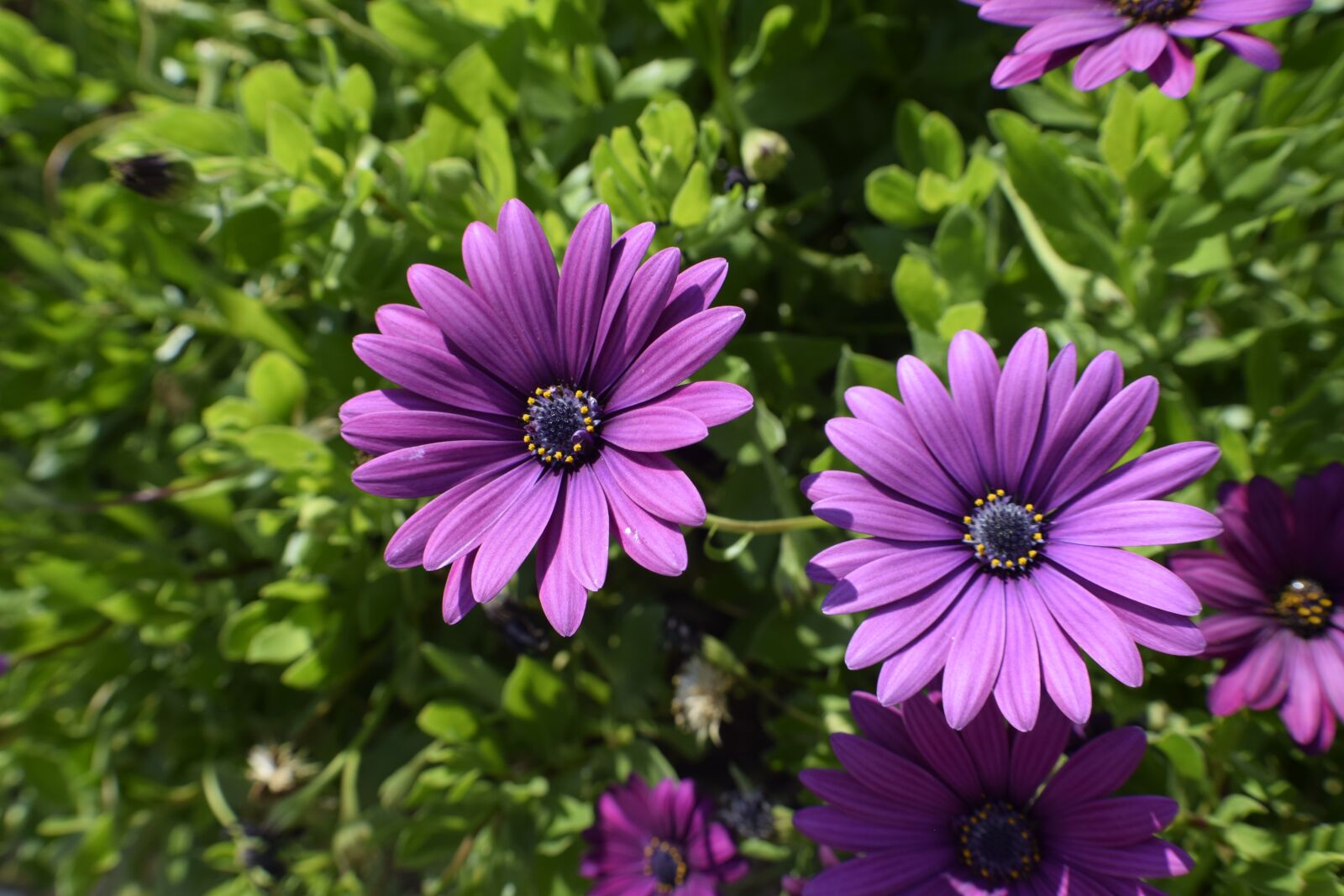 Nikon D3300 sample photo. Flowers, portugal, sun photography