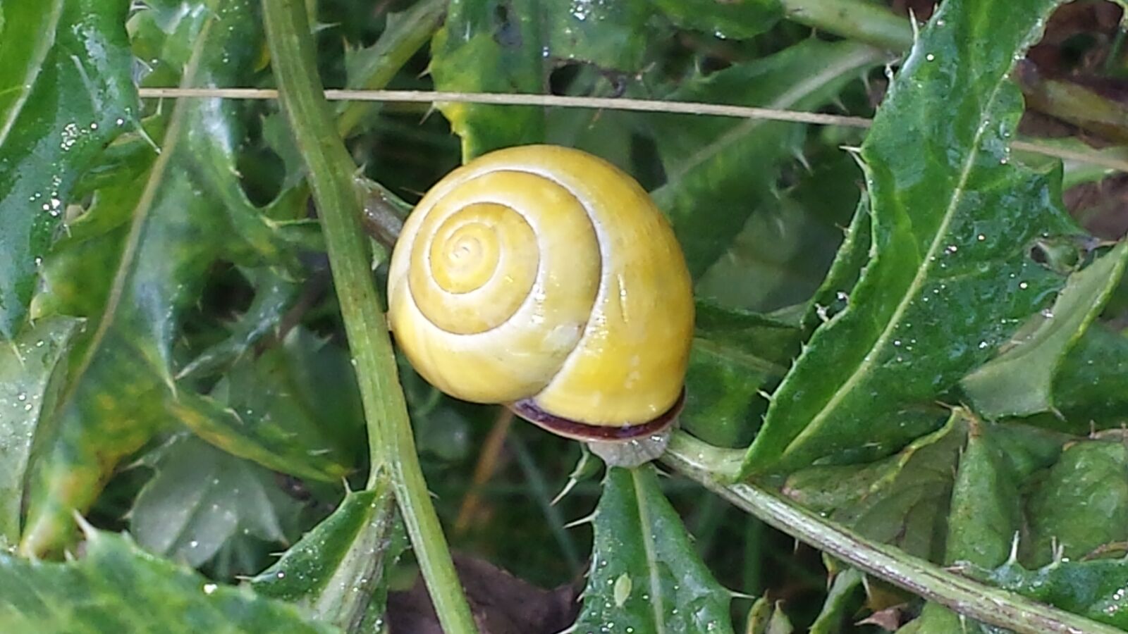 Samsung Galaxy S4 sample photo. Snail, nature, green photography