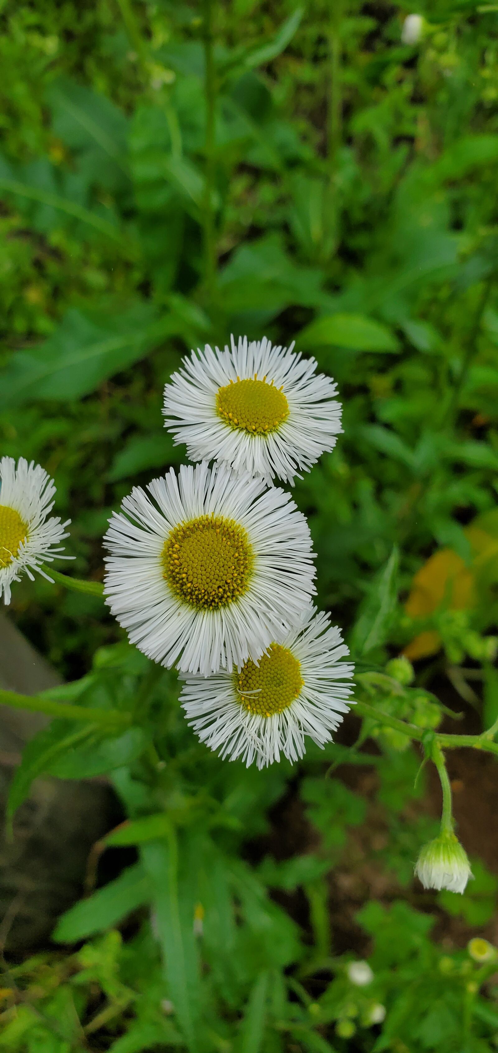 Samsung Galaxy S10e sample photo. Flowers, plants, nature photography