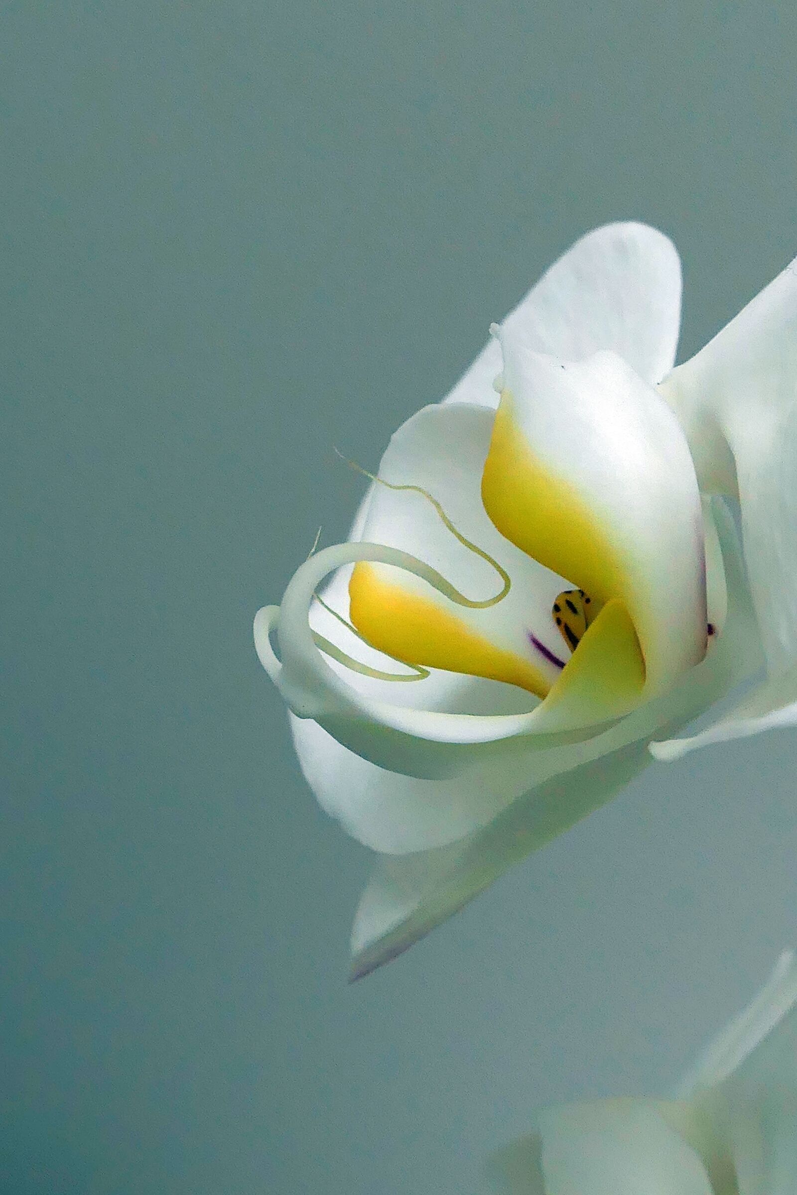 Panasonic Lumix DMC-LX10 (Lumix DMC-LX15) sample photo. Orchid, blossom, bloom photography