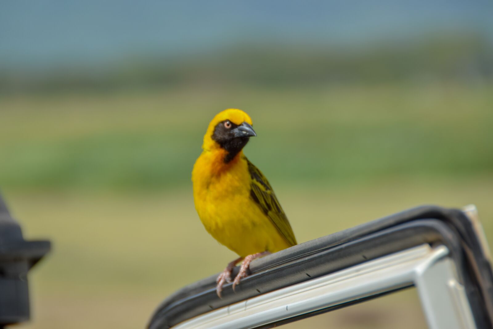 Nikon D5300 sample photo. Yellow bird, africa, safari photography