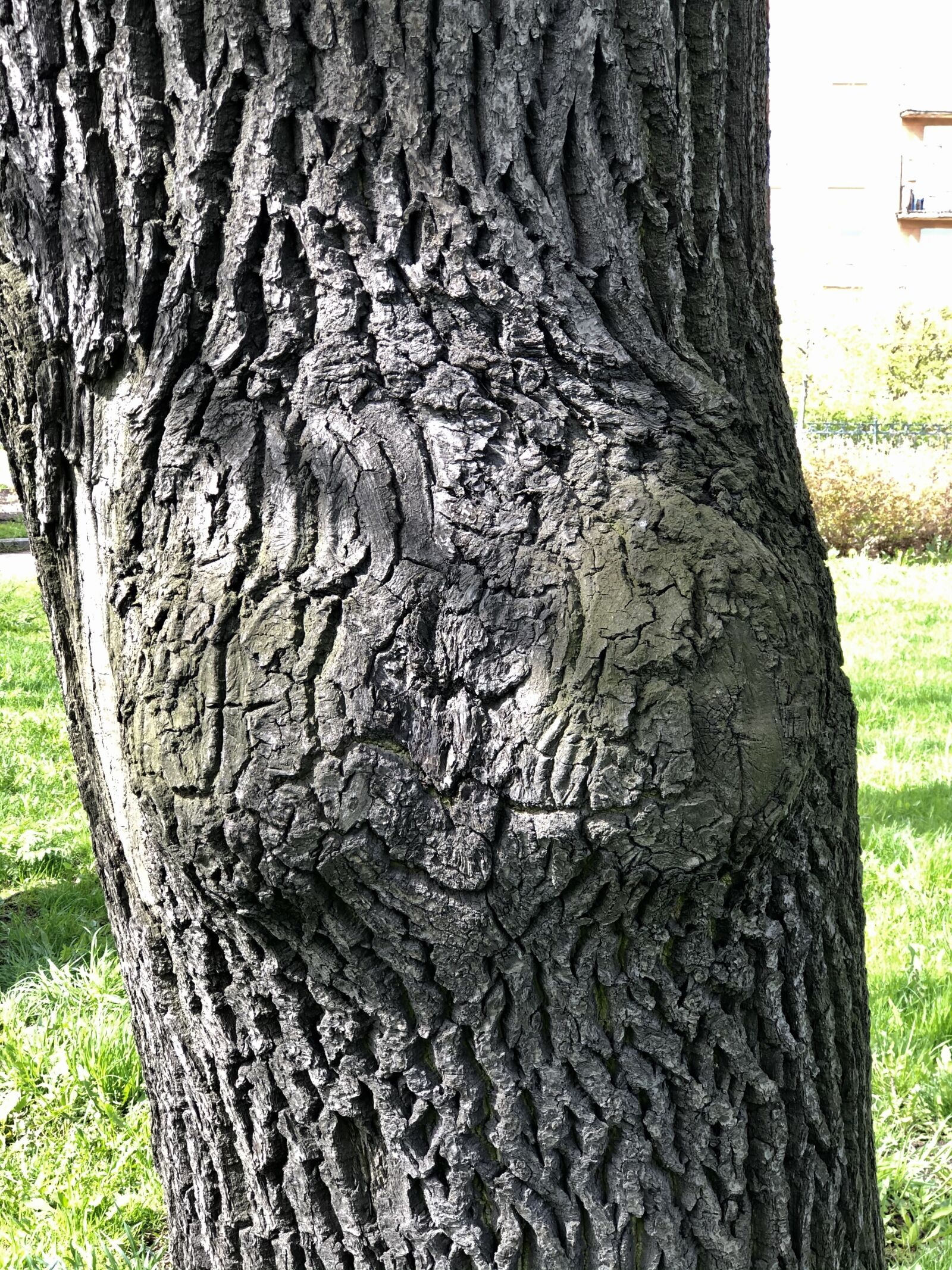 iPhone 8 Plus back dual camera 6.6mm f/2.8 sample photo. Bark, tree, green photography