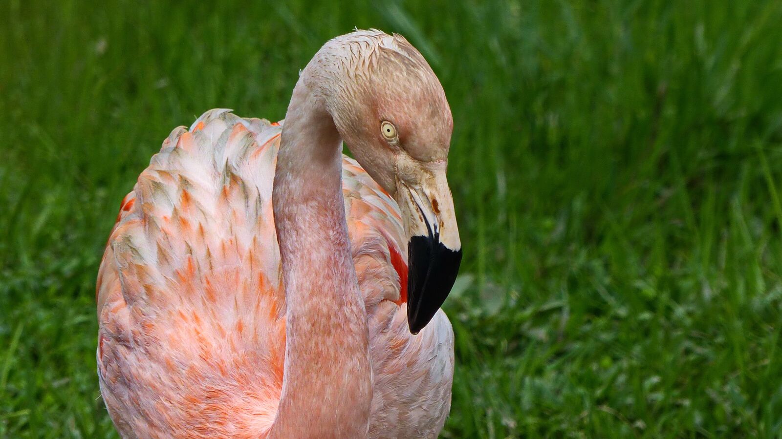 Panasonic Lumix DMC-FZ200 sample photo. Flamingo, pink, nature photography