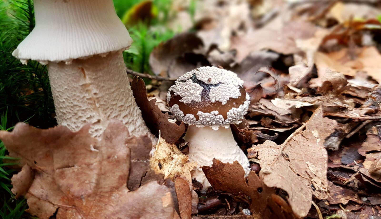Samsung Galaxy S7 sample photo. Mushroom, panther mushroom, forest photography
