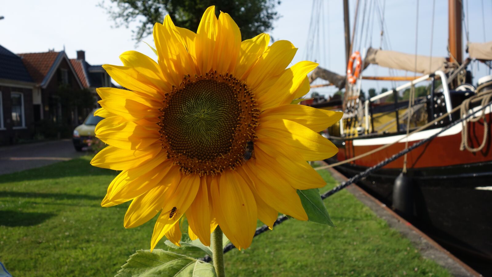 Sony Cyber-shot DSC-RX100 sample photo. Sunflower, netherlands, flower photography