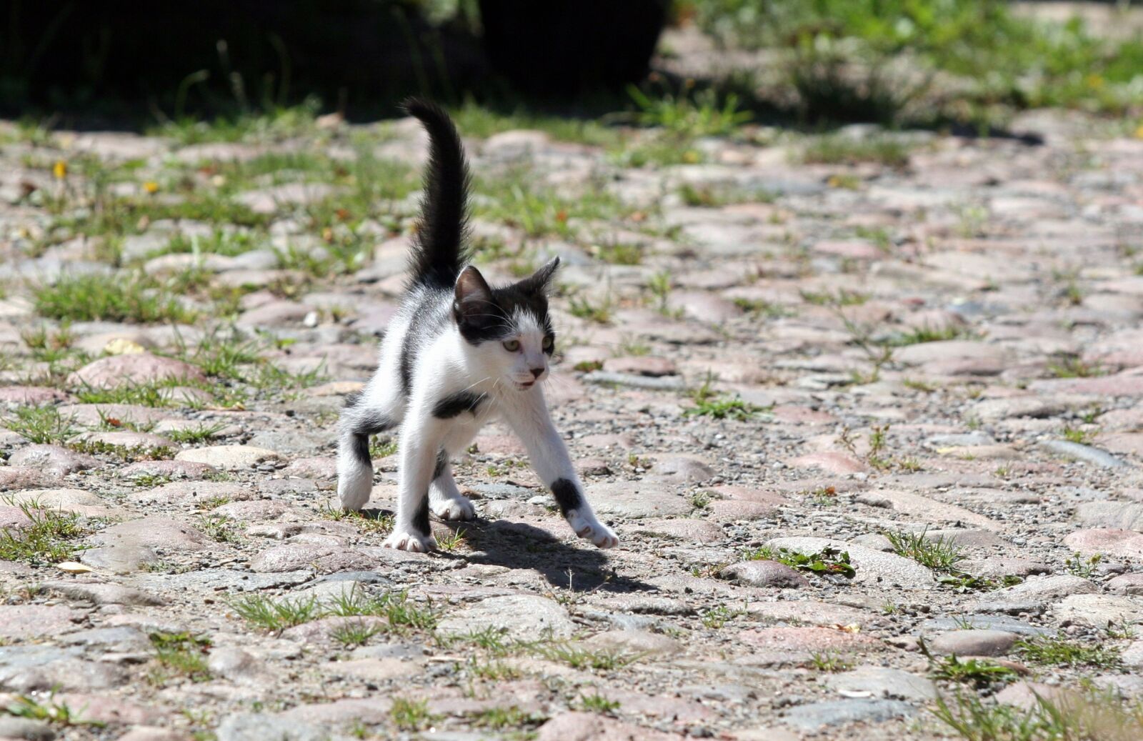 Canon EOS 20D sample photo. Cat, puppy, kitten photography