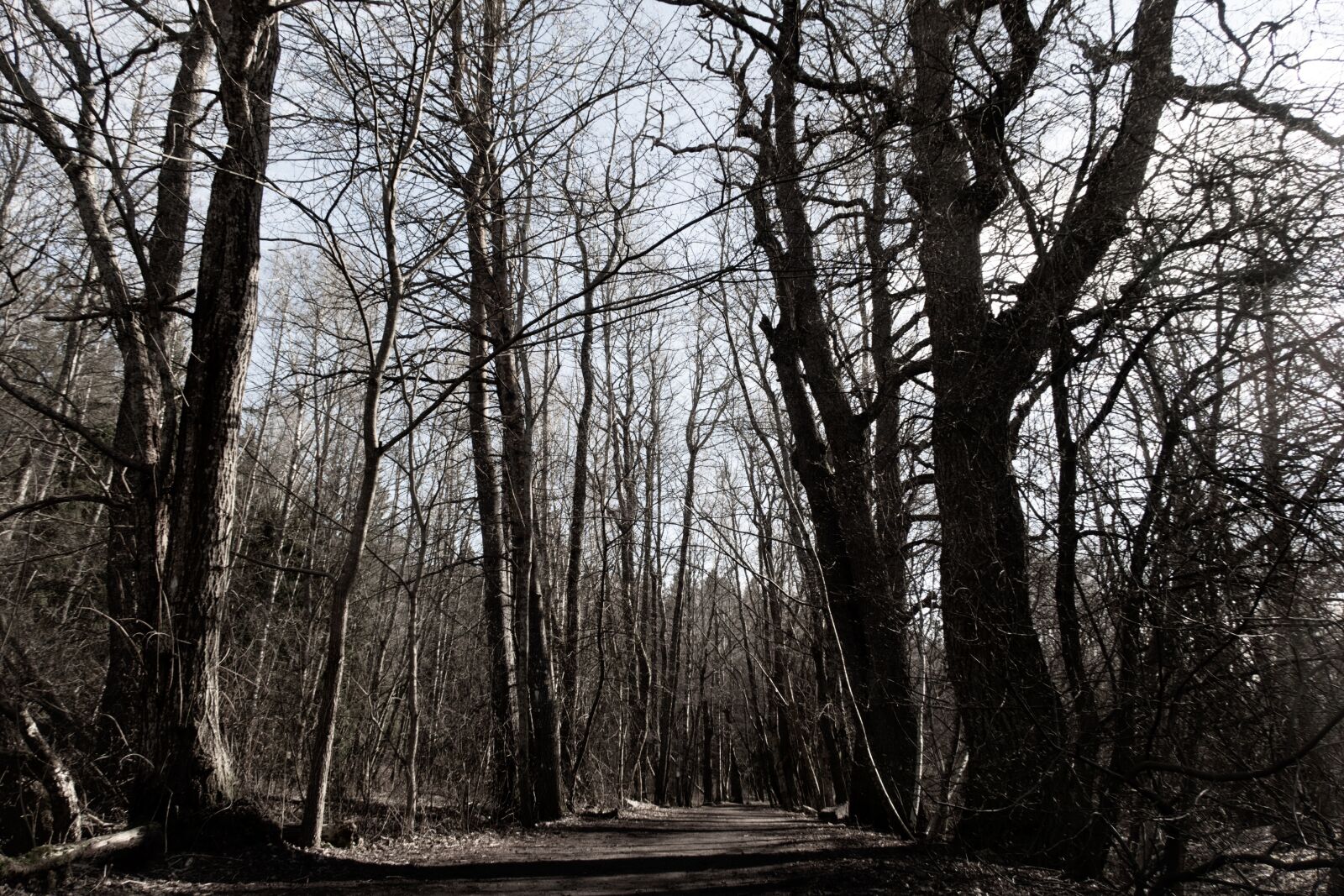 Canon PowerShot G7 X Mark II sample photo. Magical forest, finnish forest photography