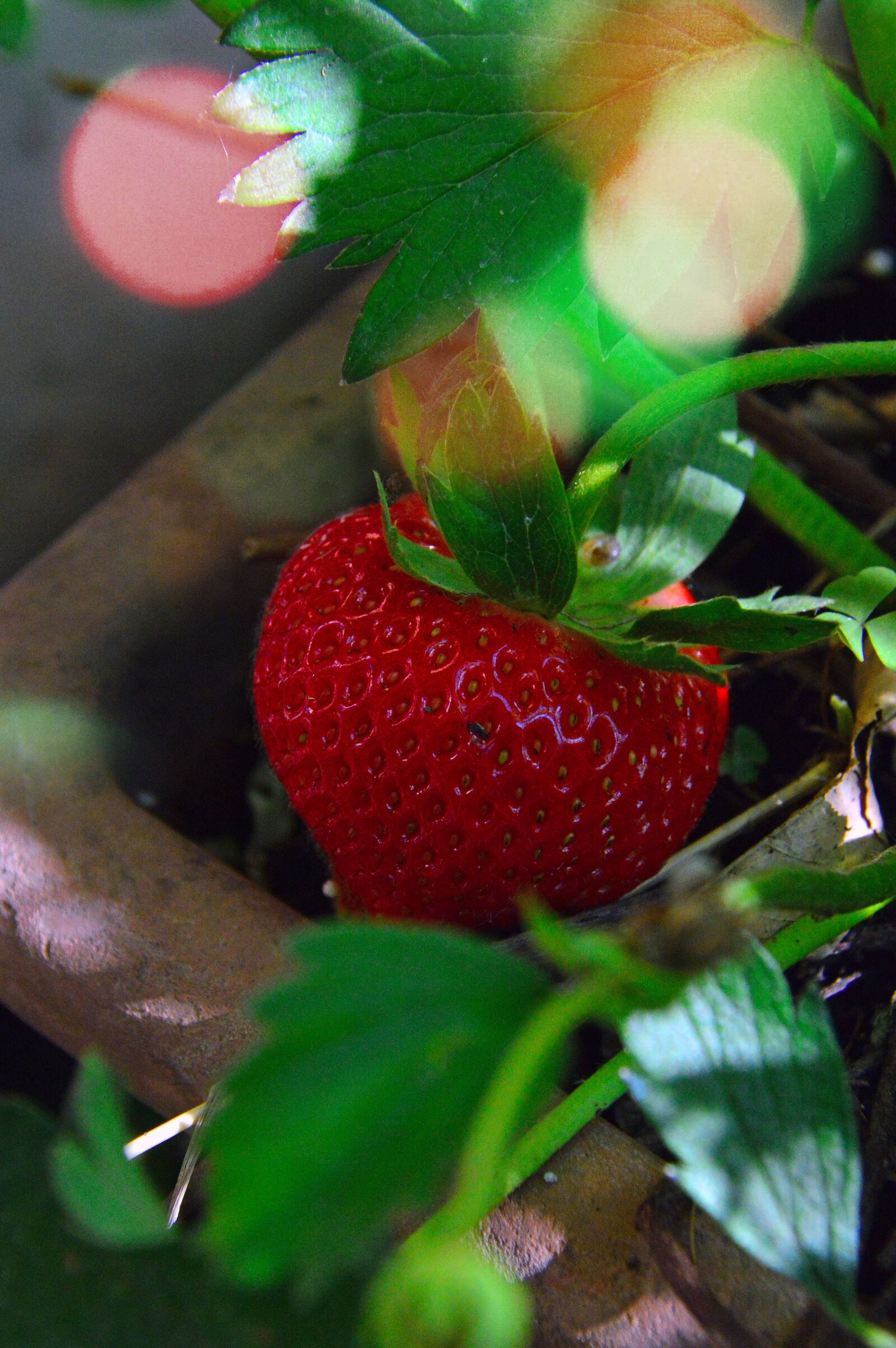Nikon D3200 sample photo. Strawberry, fruit, ripe fruit photography