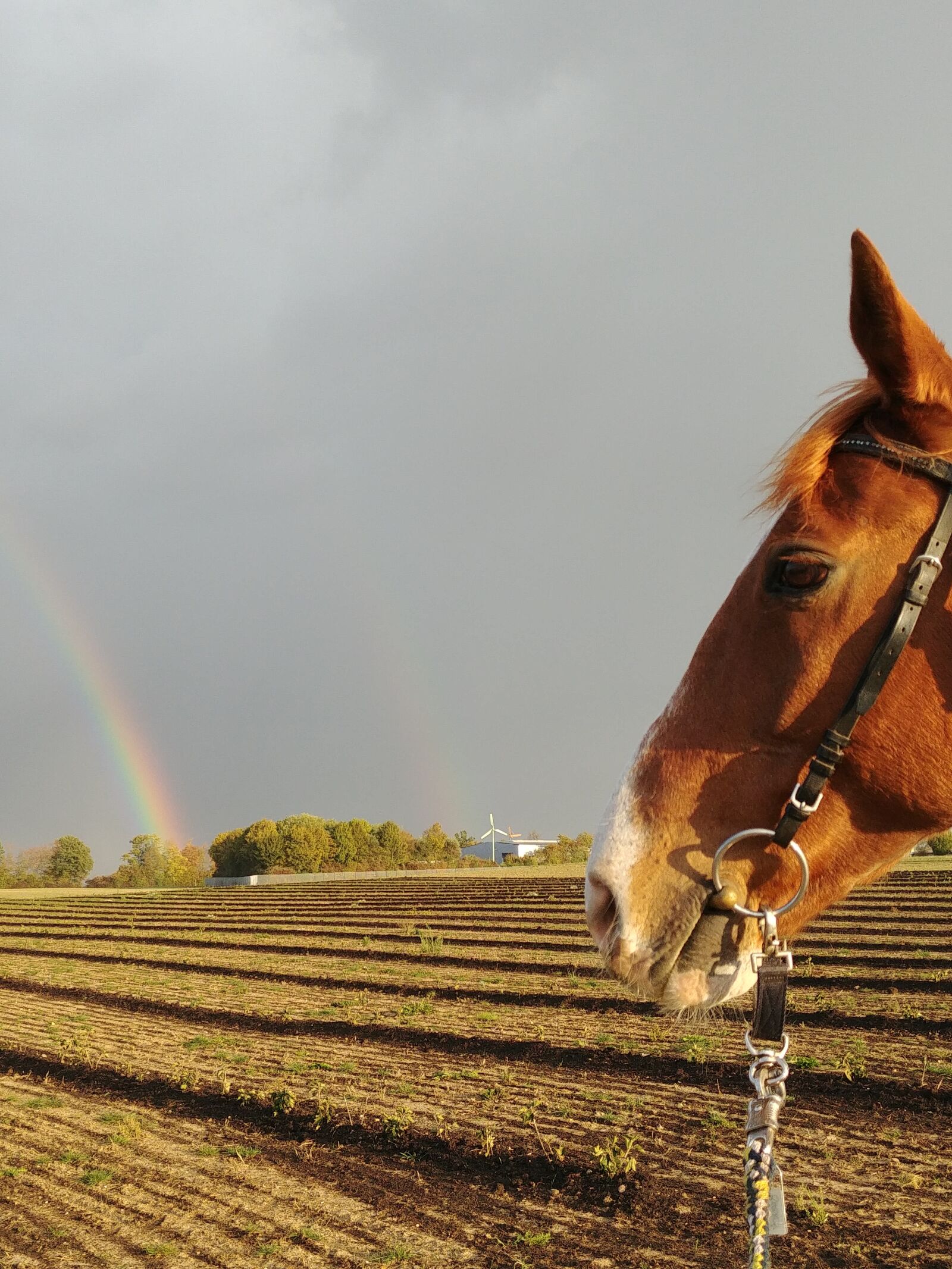 LG G6 sample photo. Horse, rainbow, animal photography