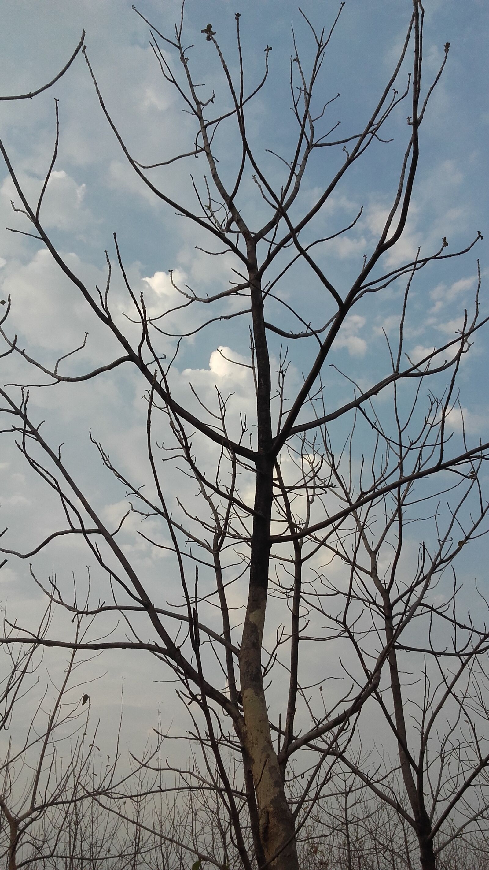 Samsung Galaxy Grand Prime sample photo. Trees, in, the, forest photography