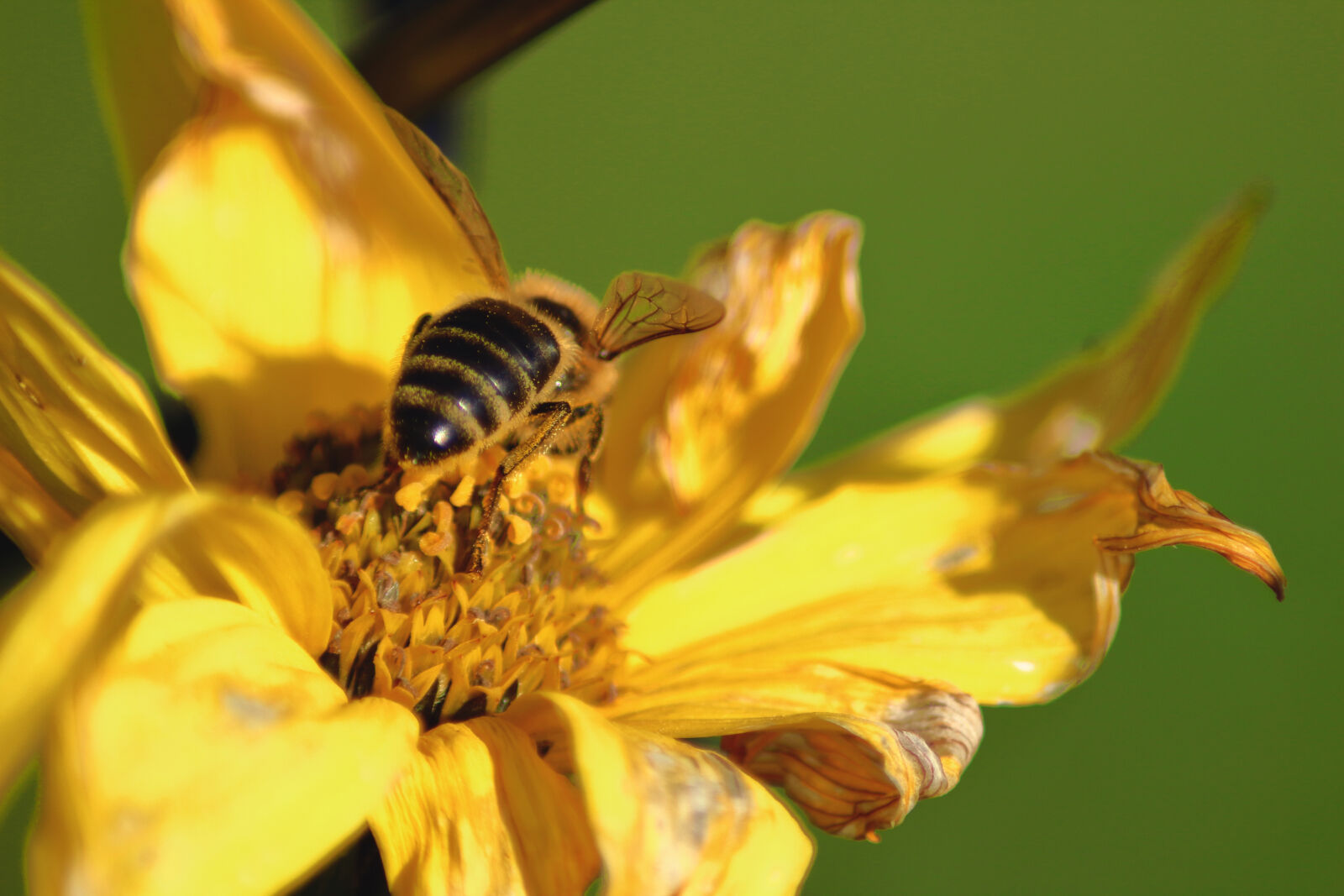 Canon EOS 1300D (EOS Rebel T6 / EOS Kiss X80) sample photo. Flower, nature, wasp, yellow photography