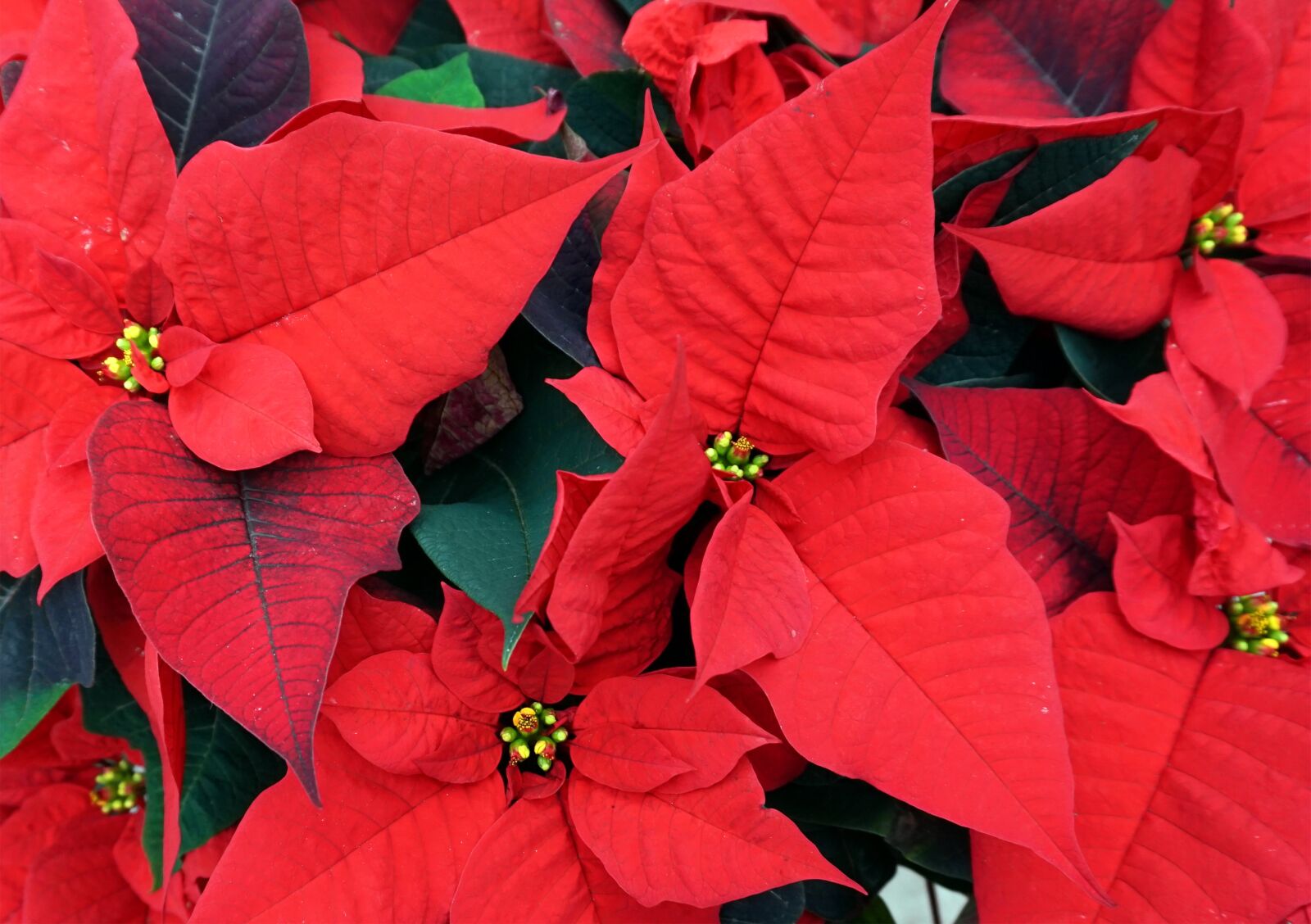 Sony E 16-50mm F3.5-5.6 PZ OSS sample photo. Poinsettia, flower, red photography