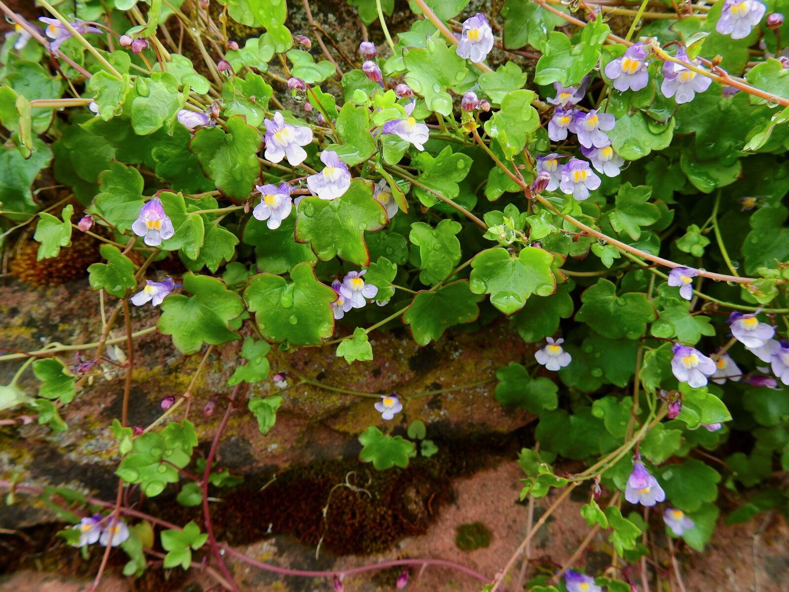 Nikon Coolpix P900 sample photo. Wallflower, dulcimer herb, wall photography