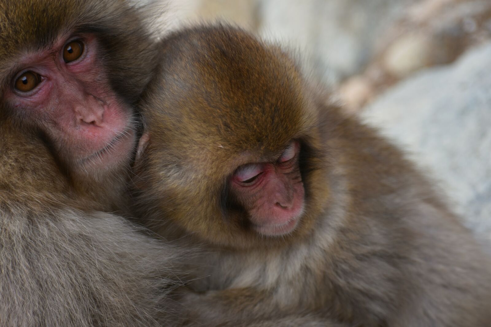 Nikon D7200 sample photo. Animal, monkey, baby japanese photography