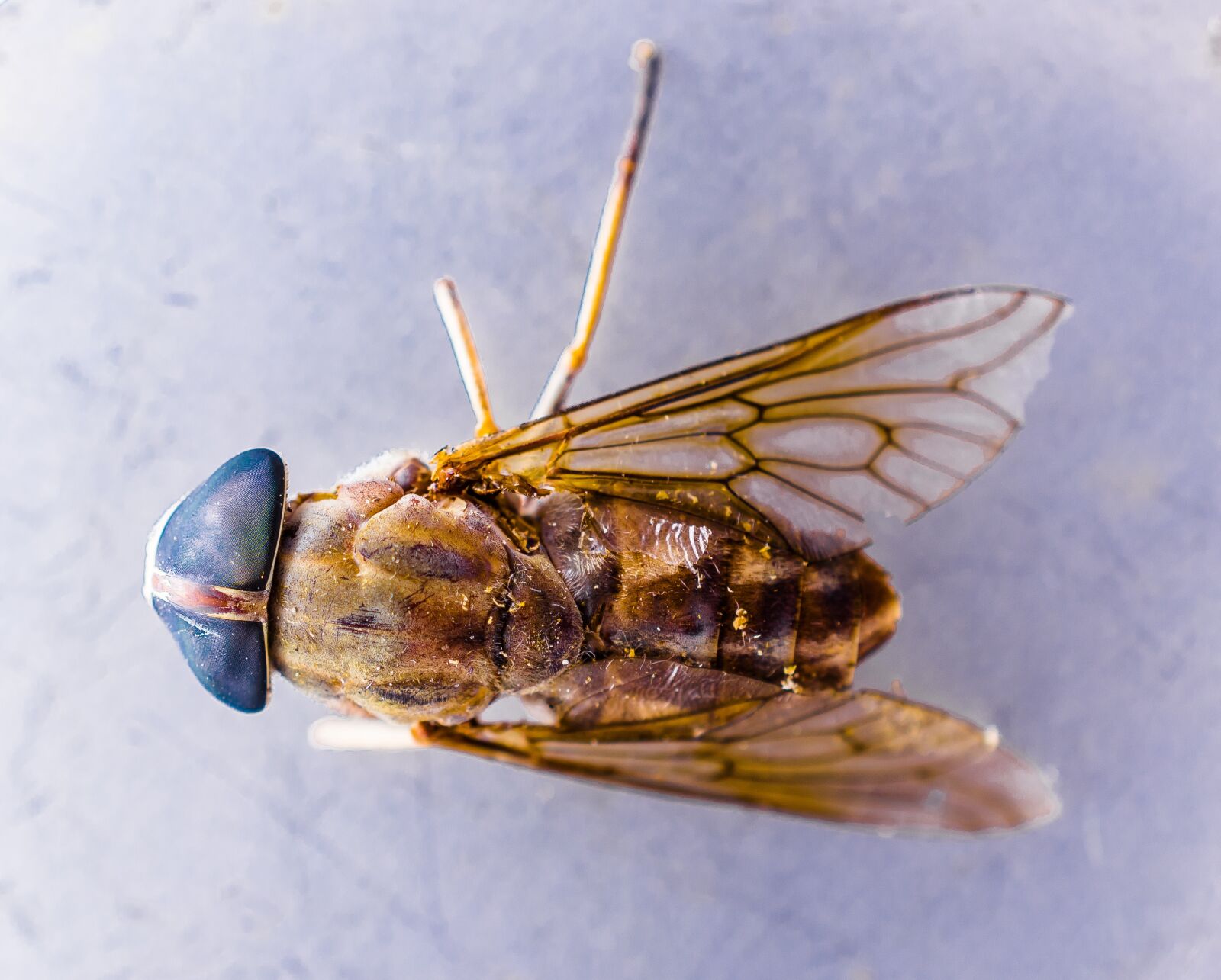 Nikon D5200 sample photo. Fly, insect, compound eyes photography