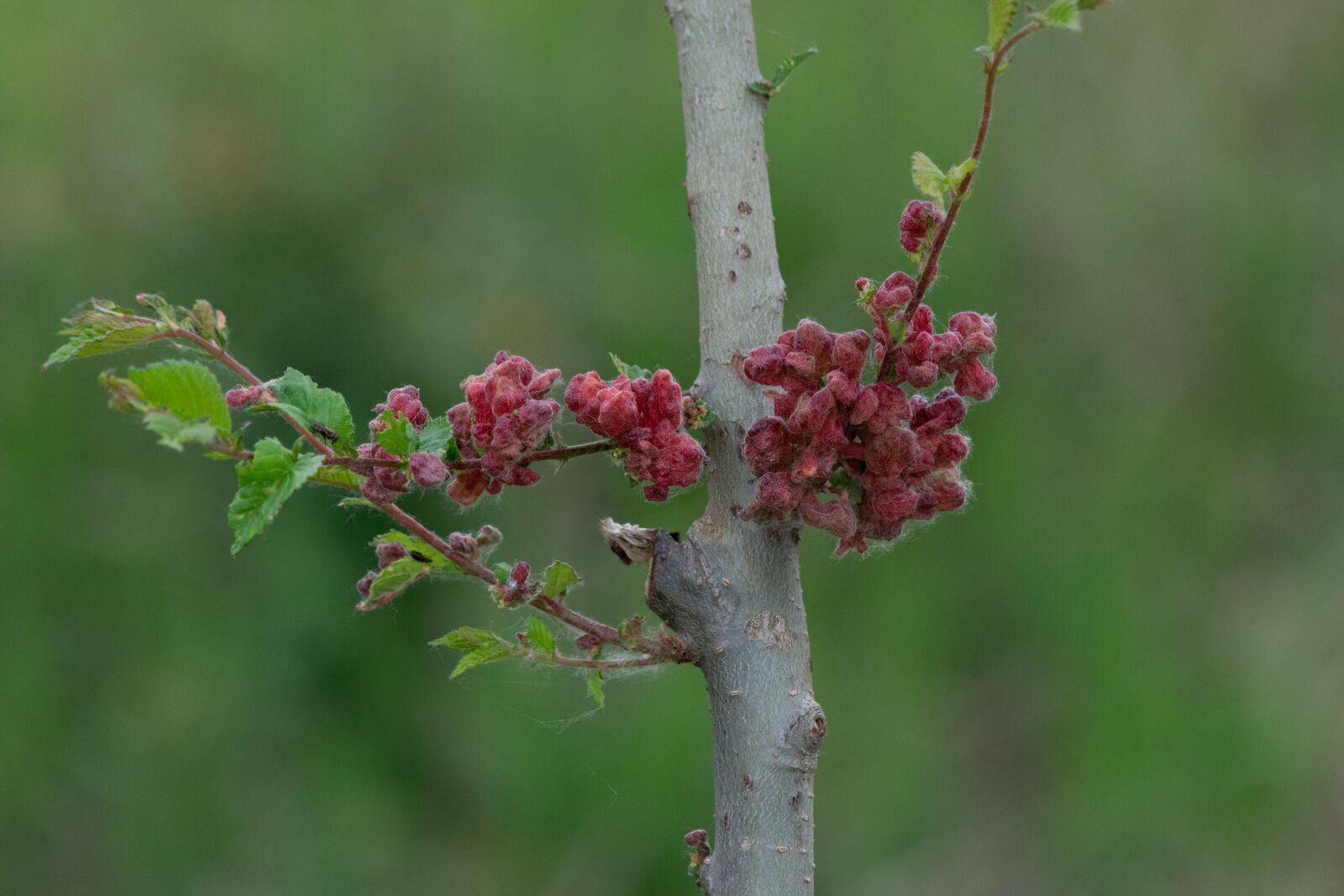 Nikon D3300 sample photo. Red, wood, nature photography