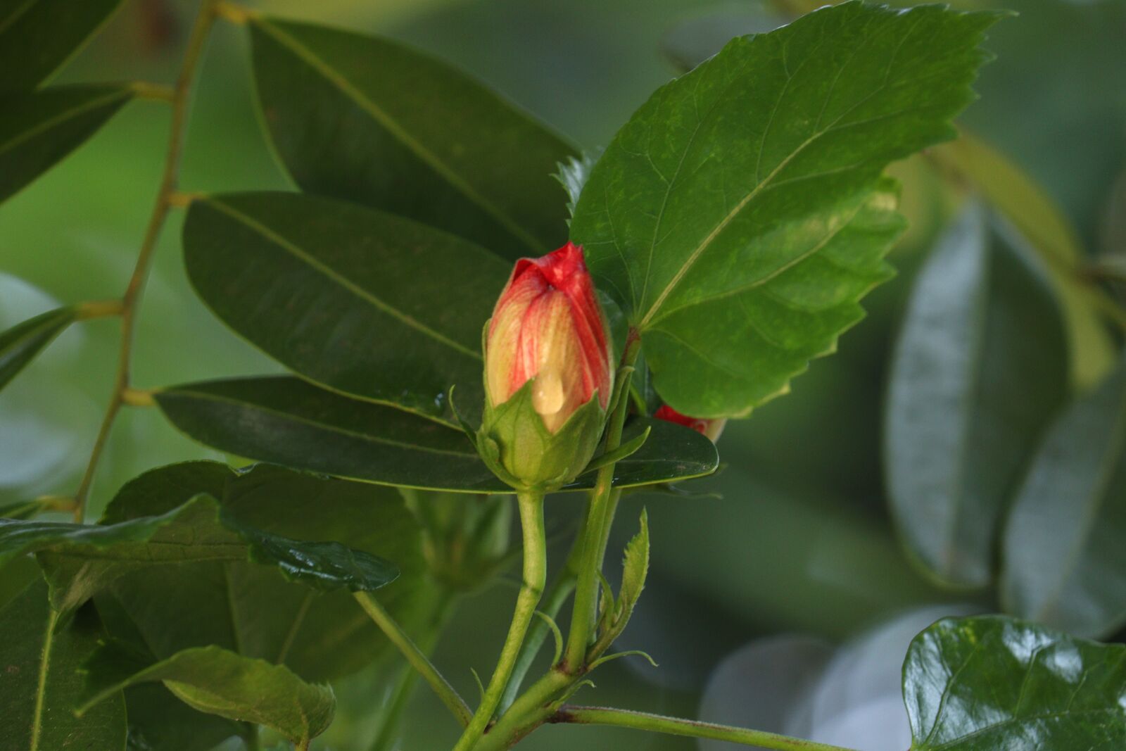 Canon EOS 250D (EOS Rebel SL3 / EOS Kiss X10 / EOS 200D II) sample photo. Green, leaf, flower photography