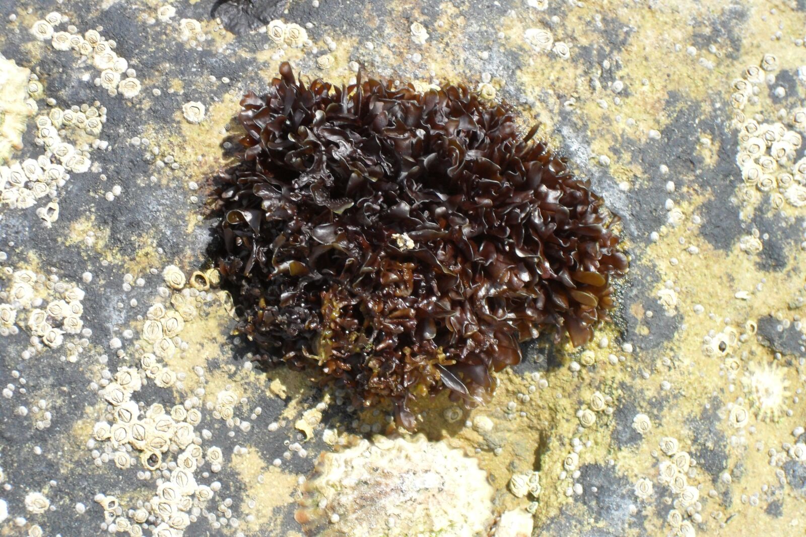 Samsung ES60 / VLUU ES60 /  SL105 /  ES63 sample photo. Seaweed, shore, rockpool photography