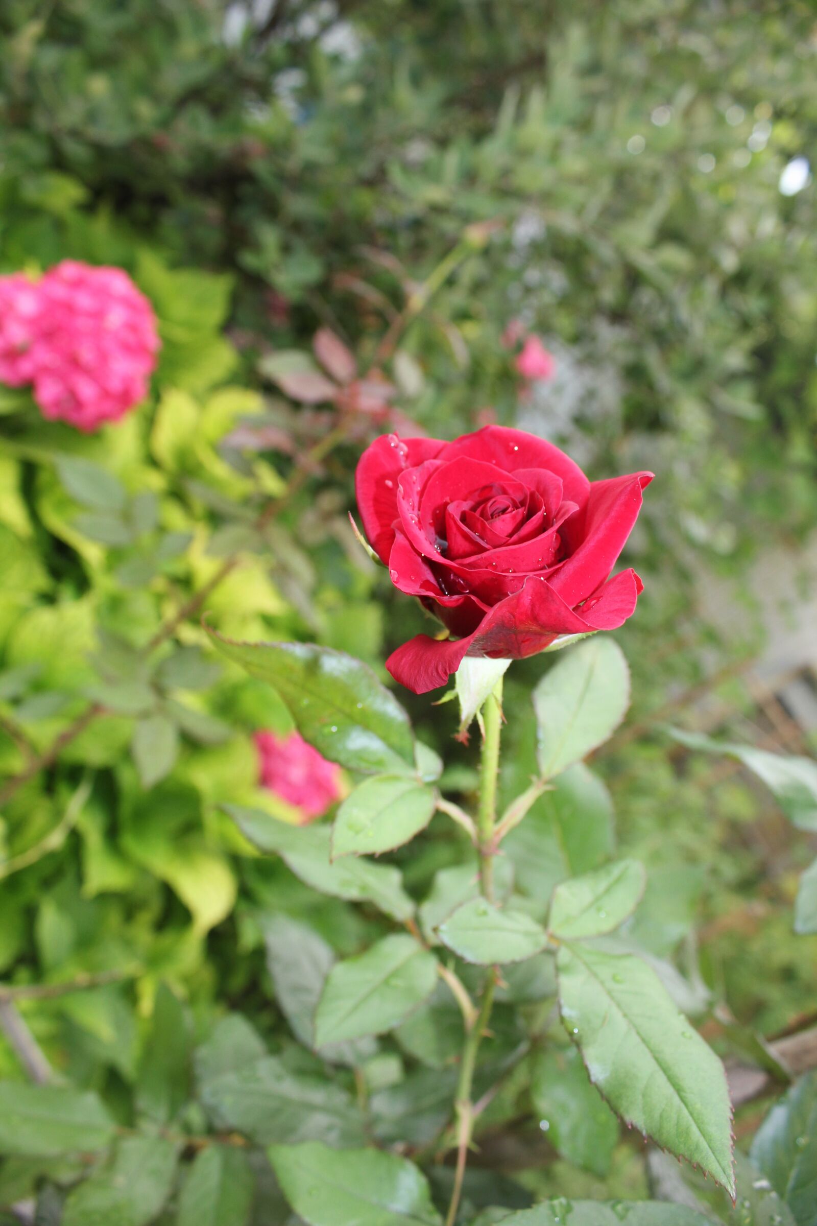 Canon EOS 550D (EOS Rebel T2i / EOS Kiss X4) sample photo. Rose, bud, flower photography