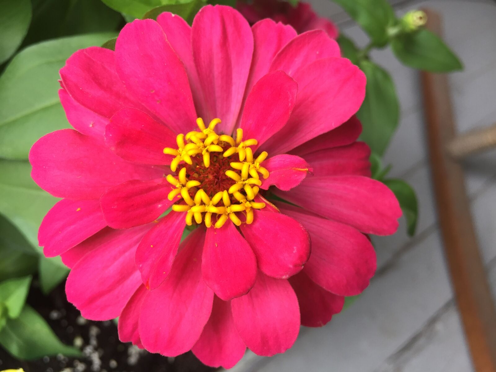 iPhone 6 back camera 4.15mm f/2.2 sample photo
