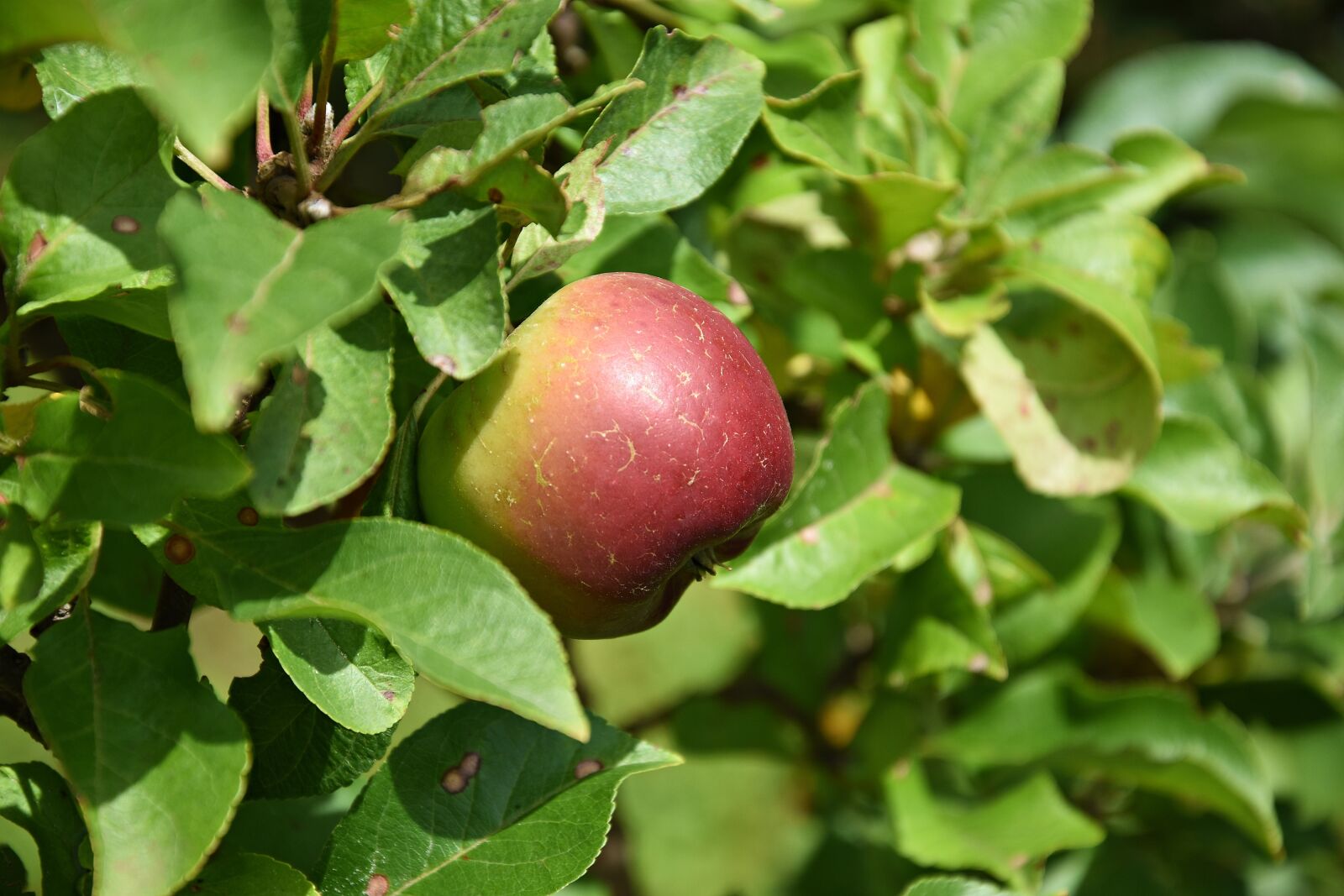 Nikon D3400 sample photo. Apple, tree, apple tree photography