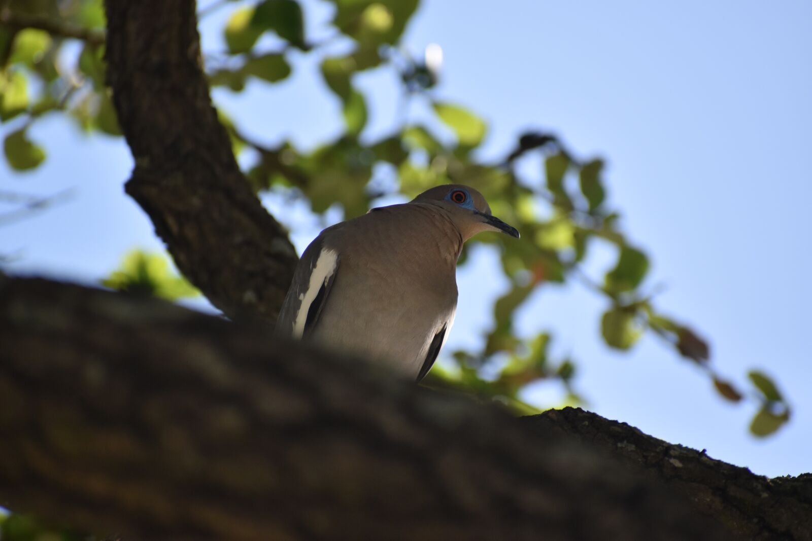 Nikon D3500 sample photo. Bird, dove, pigeon photography