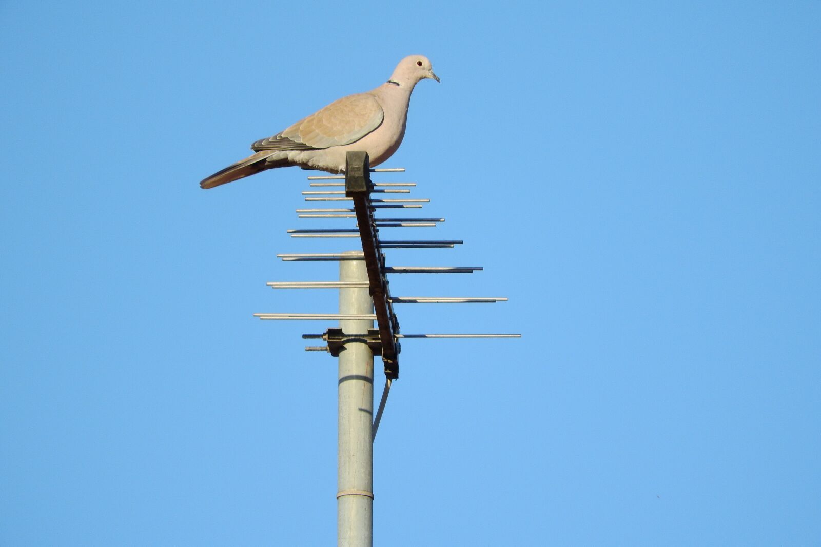 Nikon Coolpix P610 sample photo. Pigeon, streptopelia decaocto, dove photography