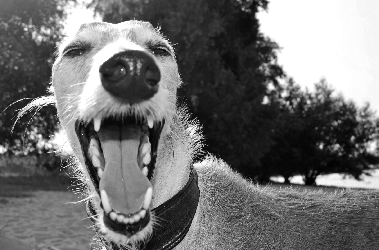Nikon D5100 sample photo. Dog, animal, greyhound photography