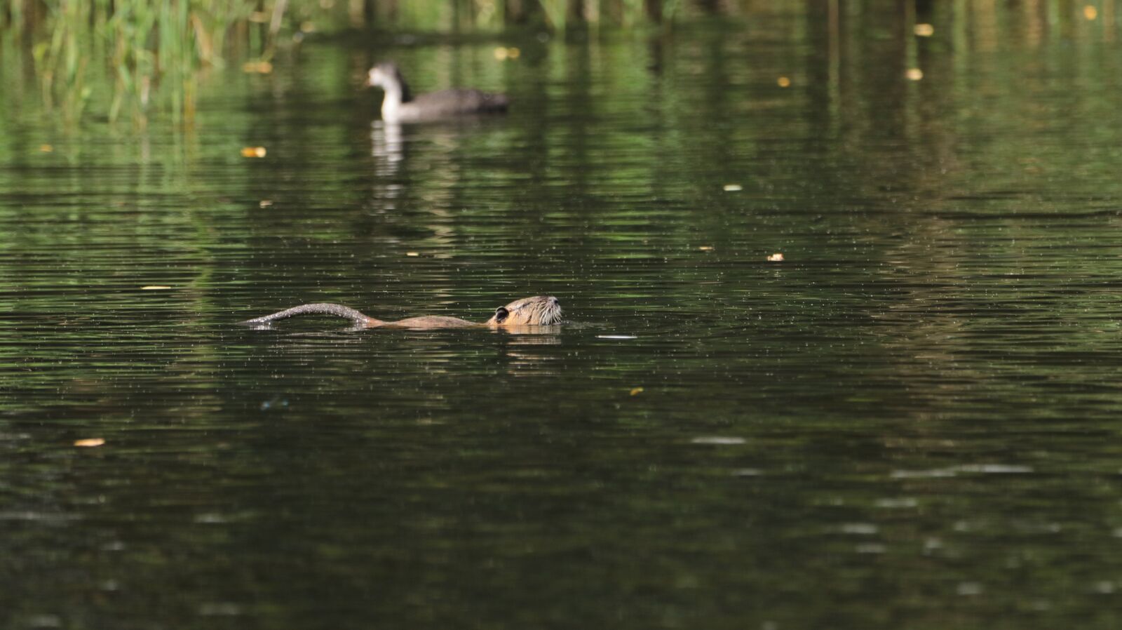 150-600mm F5-6.3 DG OS HSM | Contemporary 015 sample photo. Nutria, lake, water photography